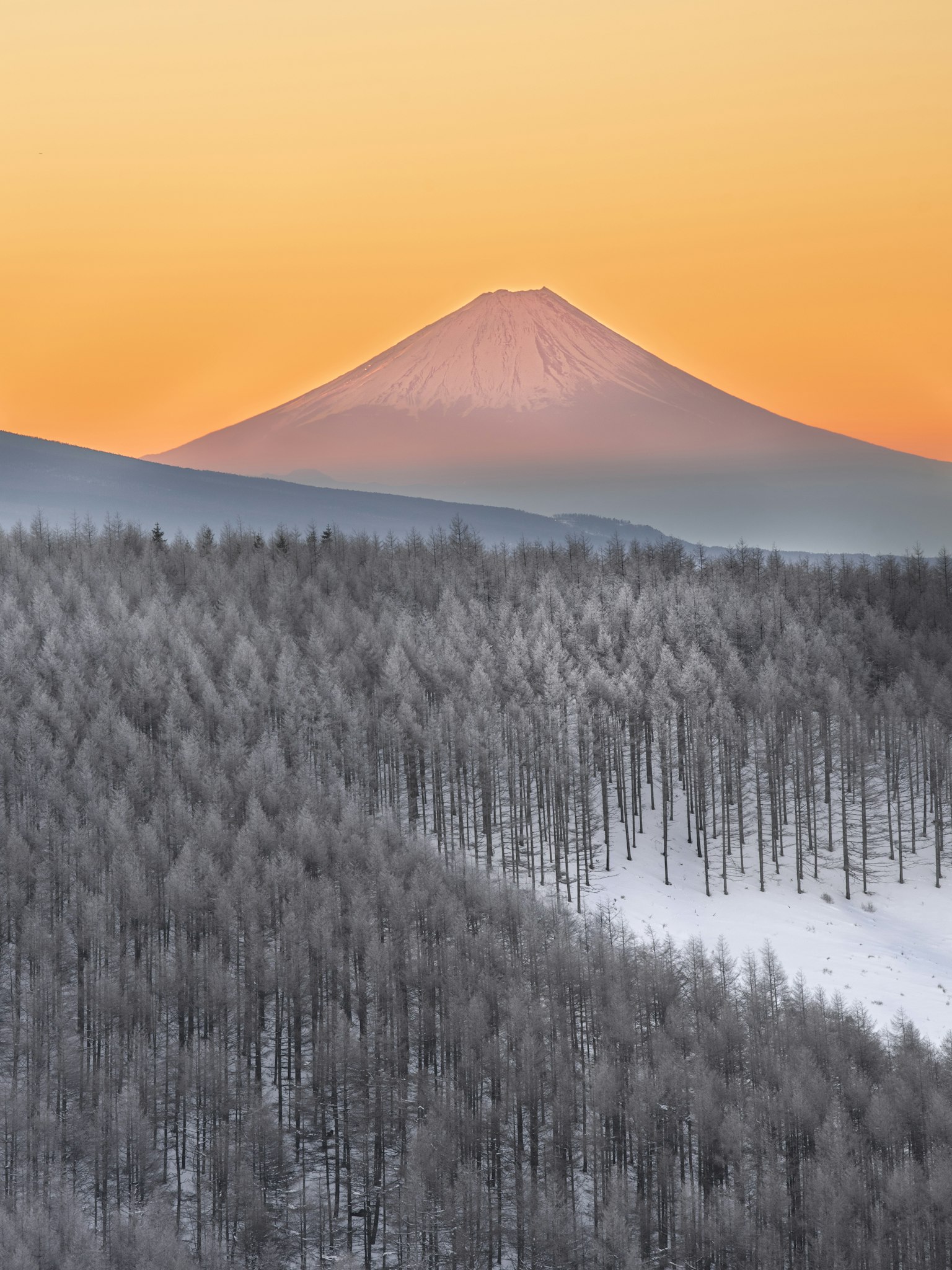 雪覆蓋的樹木和富士山的美麗景色
