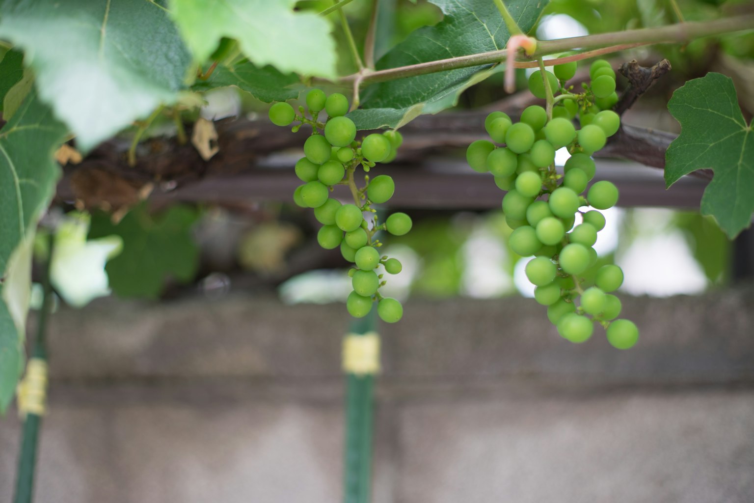 Image de grappes de raisins verts en croissance