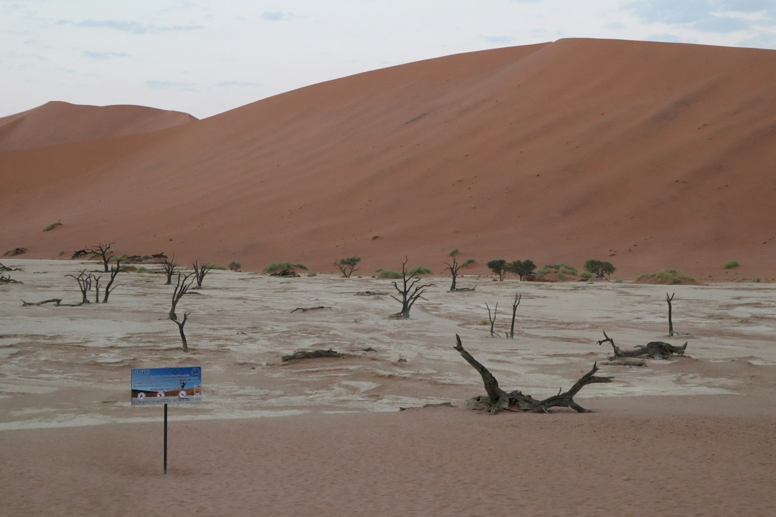 Paysage sec avec des arbres morts éparpillés et des dunes de sable rouge en arrière-plan