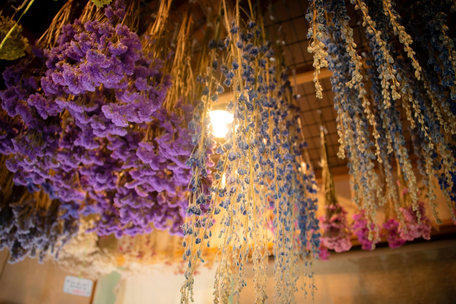 ดอกไม้แห้งสีม่วงและสีน้ำเงินแขวนในพื้นที่อบอุ่น