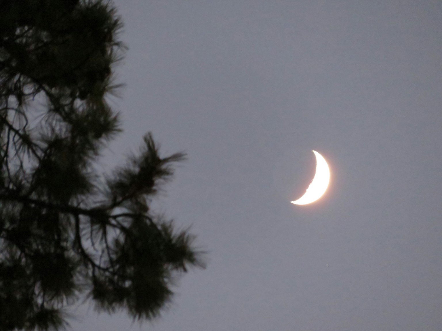 Luna creciente en el crepúsculo con ramas de árbol