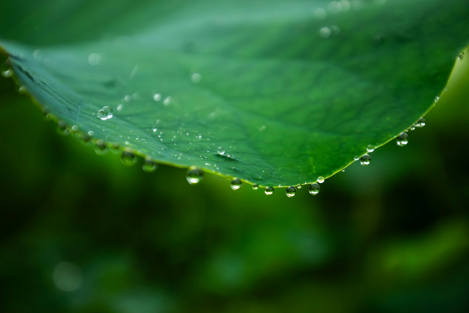 葉の先に水滴が付いた緑の葉