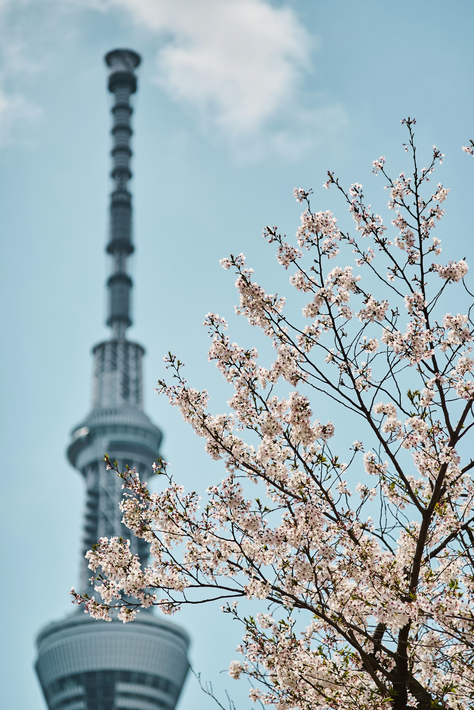 東京晴空塔與盛開的櫻花