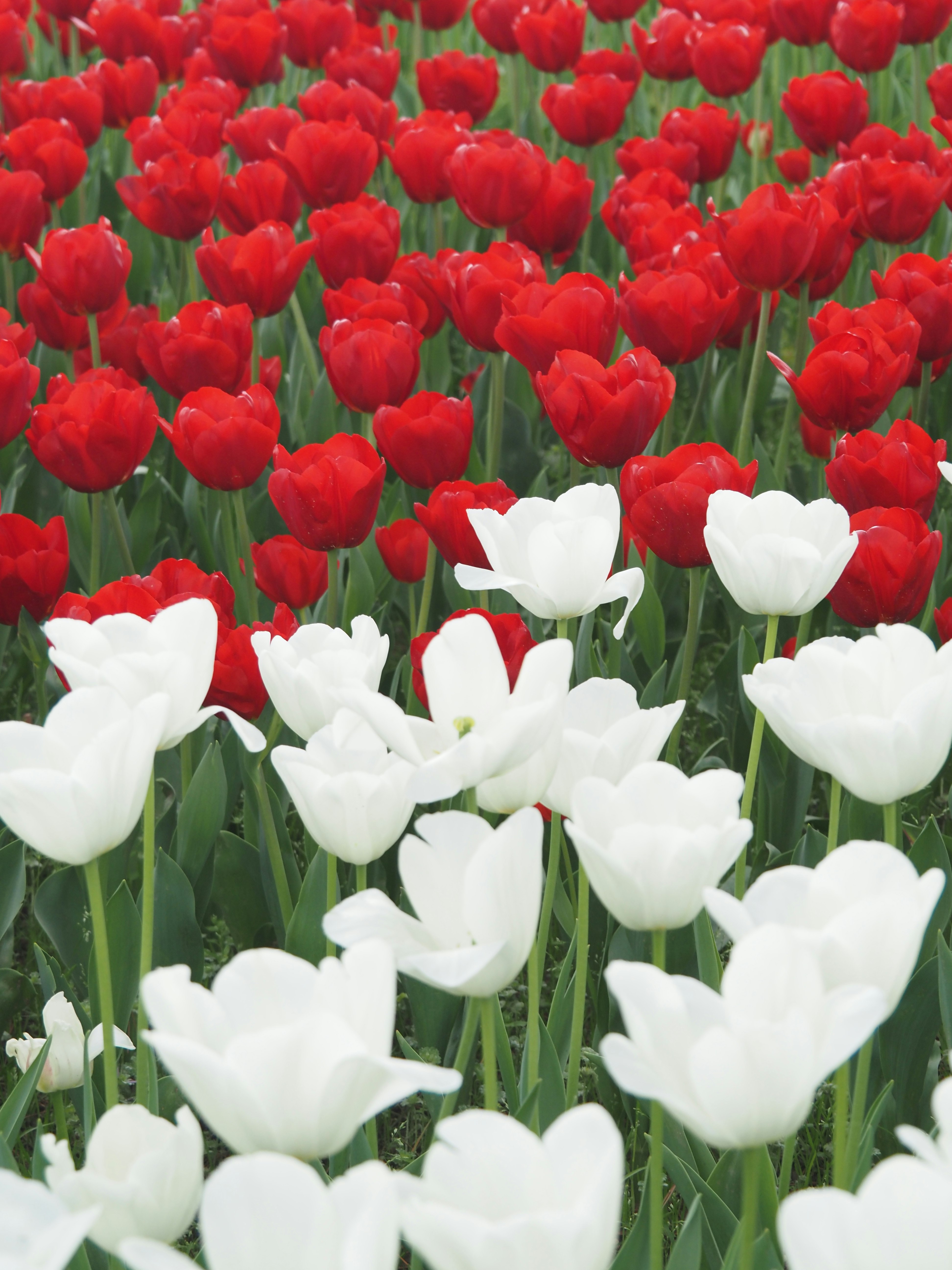 Rote und weiße Tulpen blühen in einem Blumenbeet