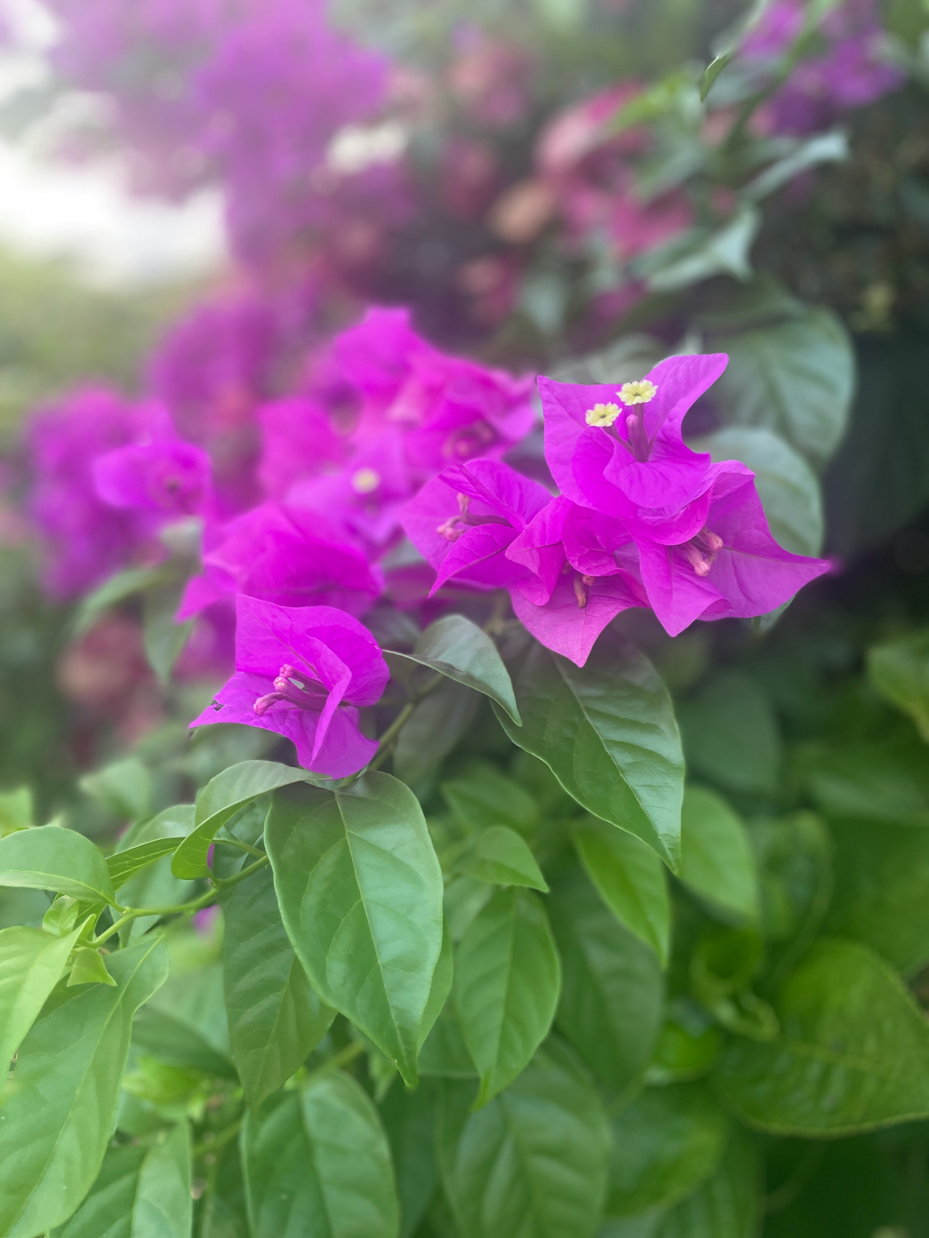 Primer plano de flores de buganvilla moradas y hojas