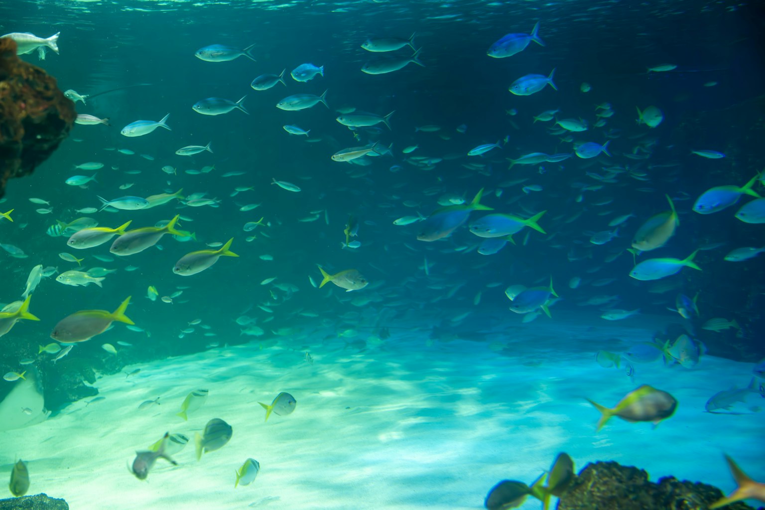 水中の色とりどりの魚の群れが泳ぐ風景