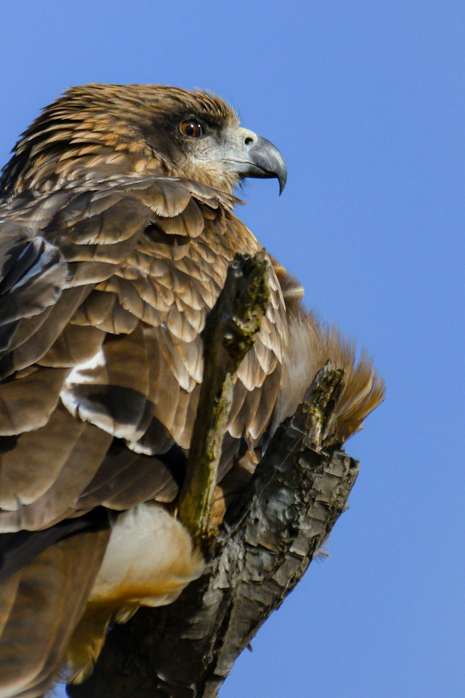 A hawk perched on a branch with brown feathers
