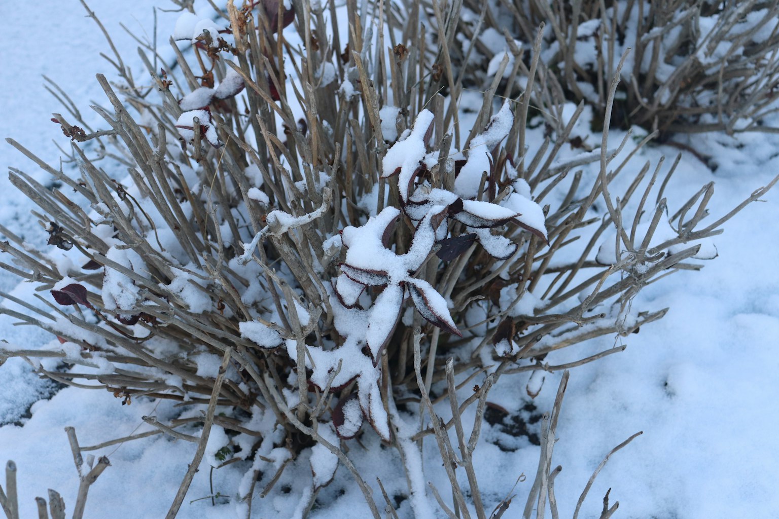 Un cespuglio coperto di neve in un paesaggio invernale