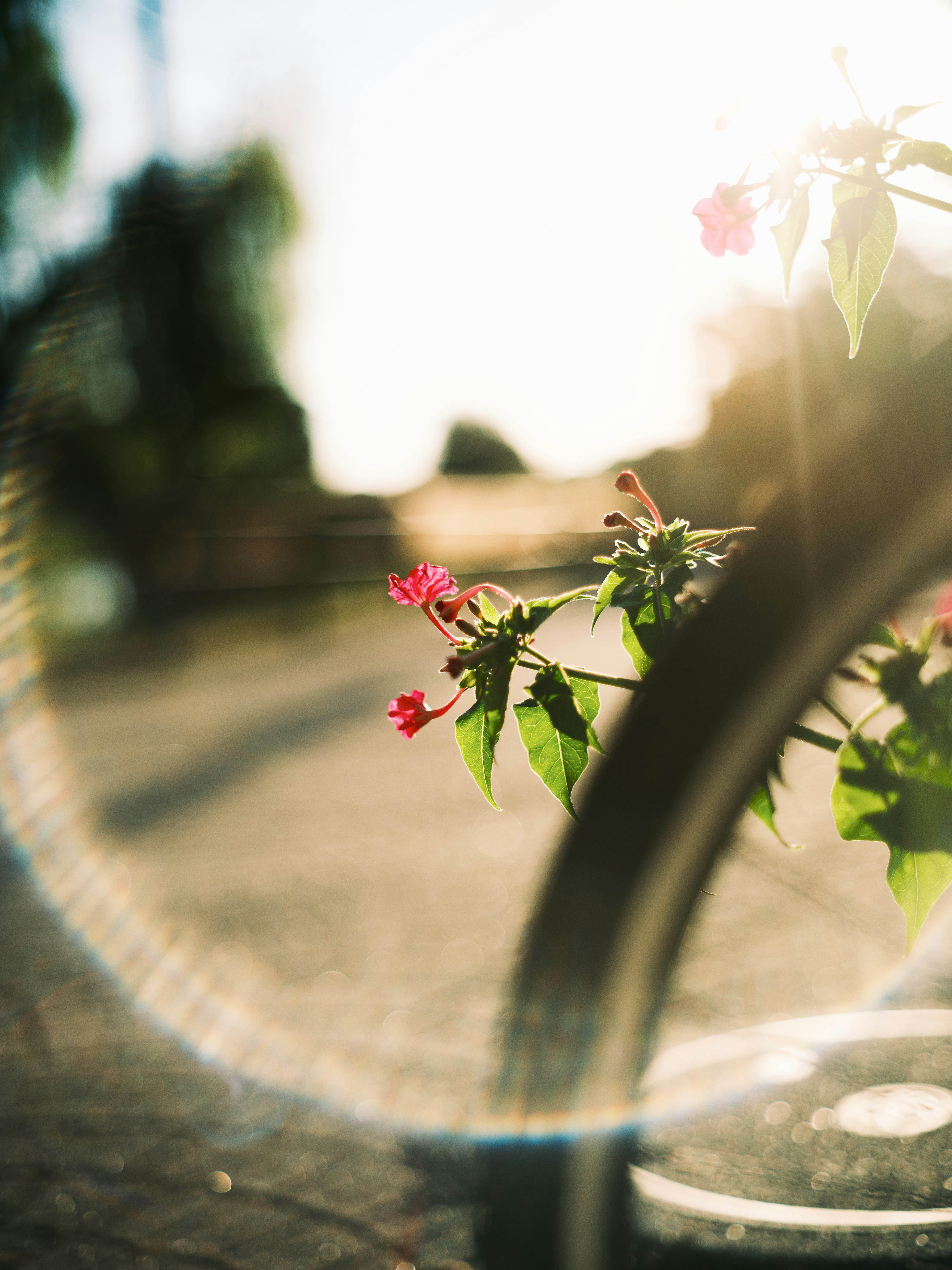 夕日に照らされた花と自転車のある道のぼけた風景