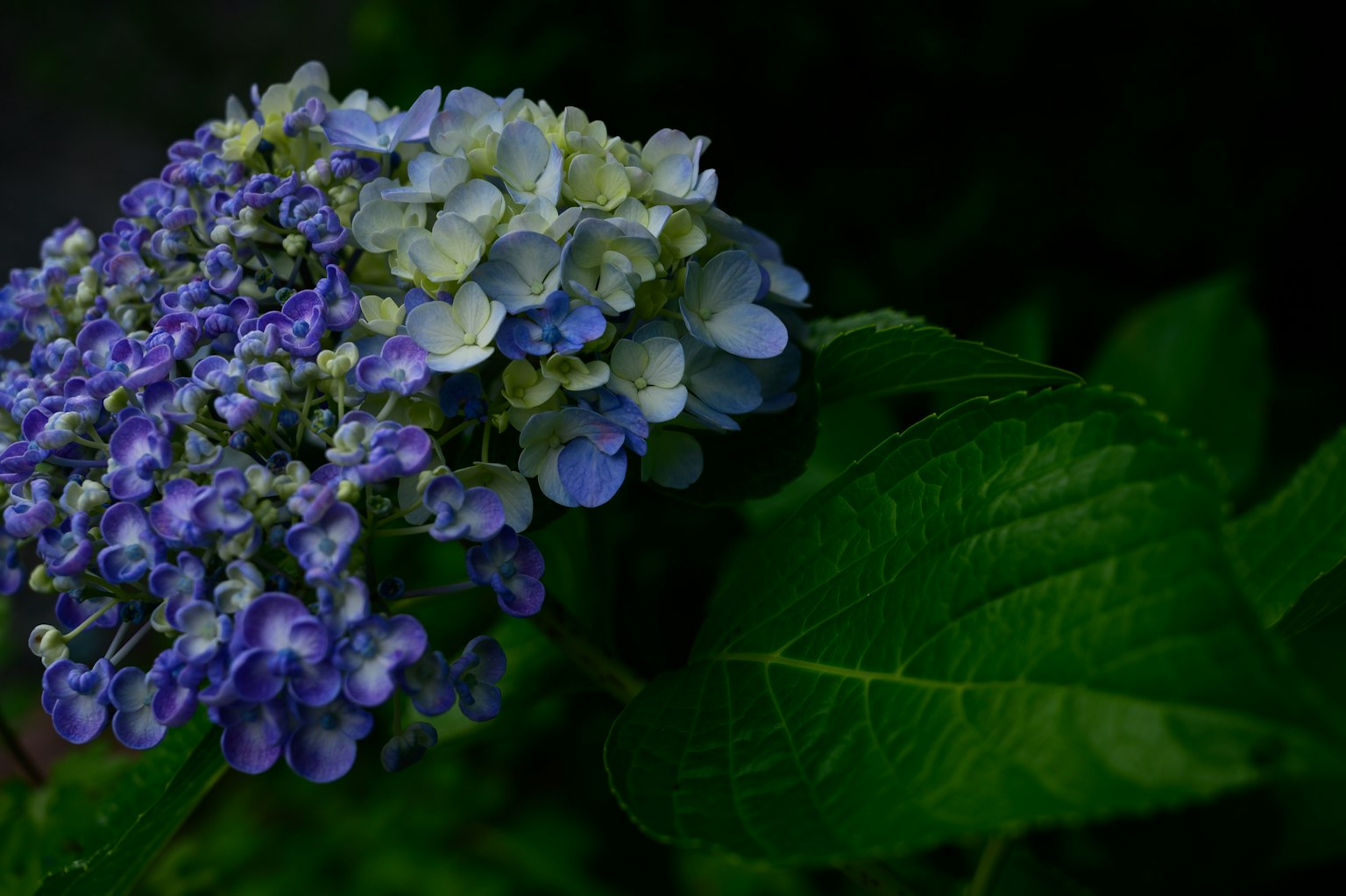 Nahaufnahme von Hortensie mit blauen und lila Blumen und grünen Blättern