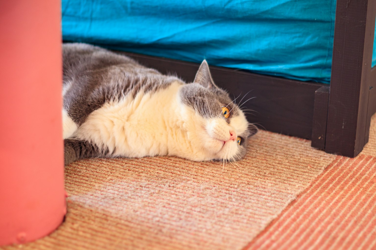 Kucing abu-abu dan putih berbaring di bawah sofa