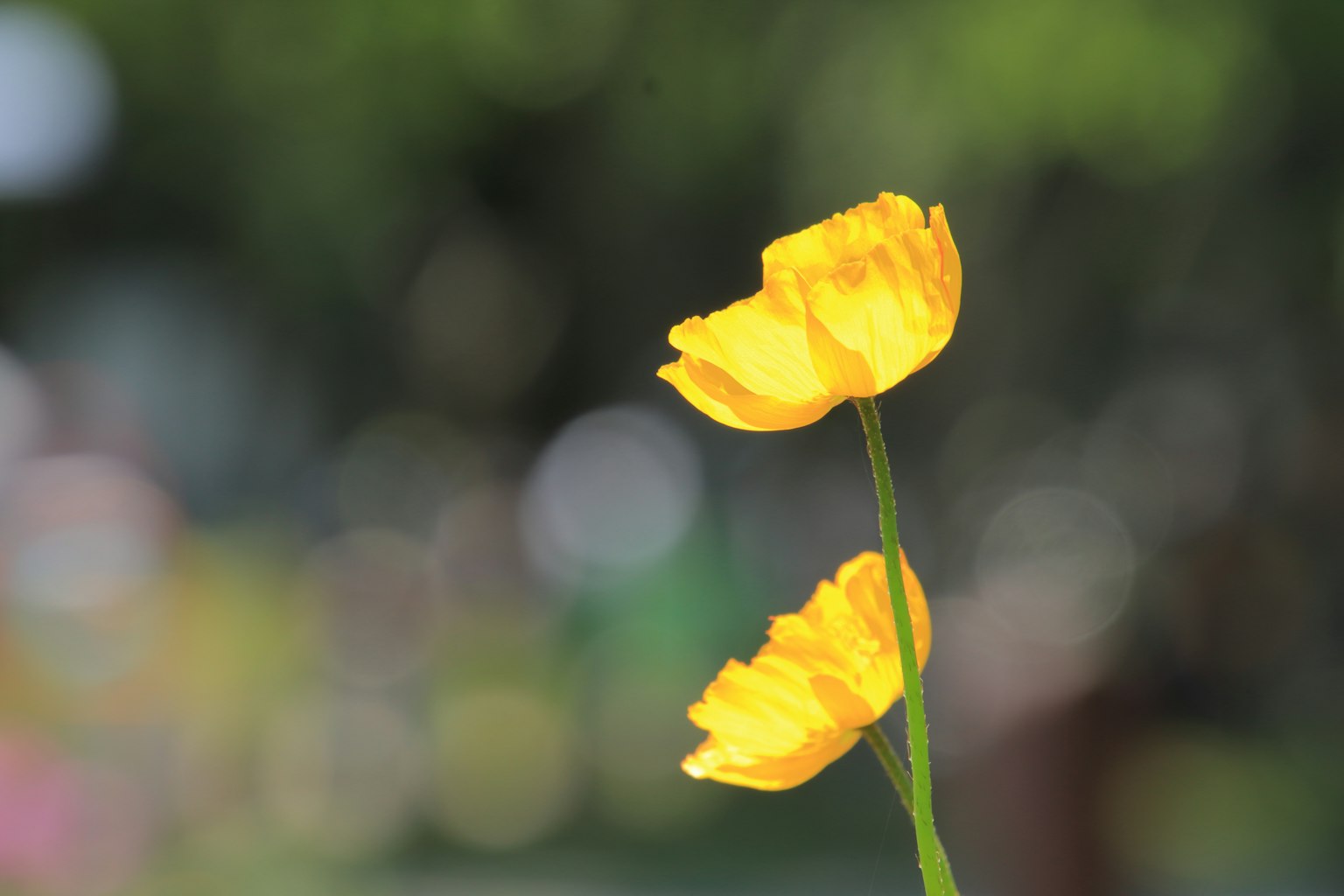 Deux fleurs jaunes brillantes au premier plan sur un arrière-plan flou