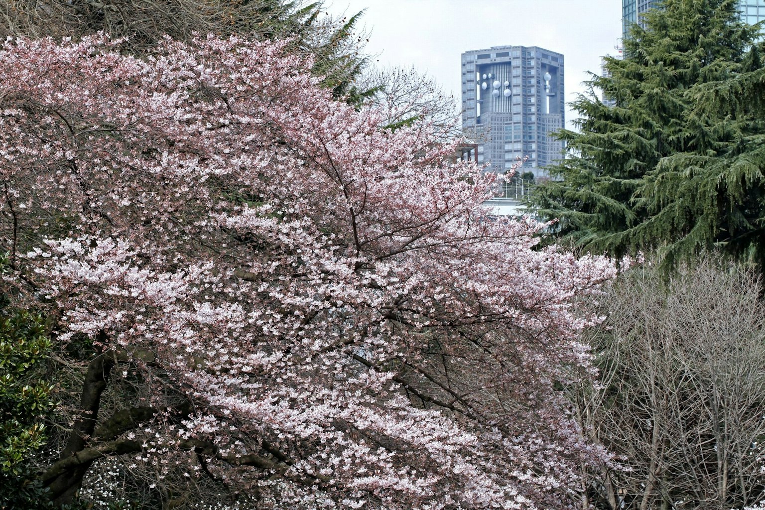 Albero di ciliegio in fiore con grattacieli sullo sfondo