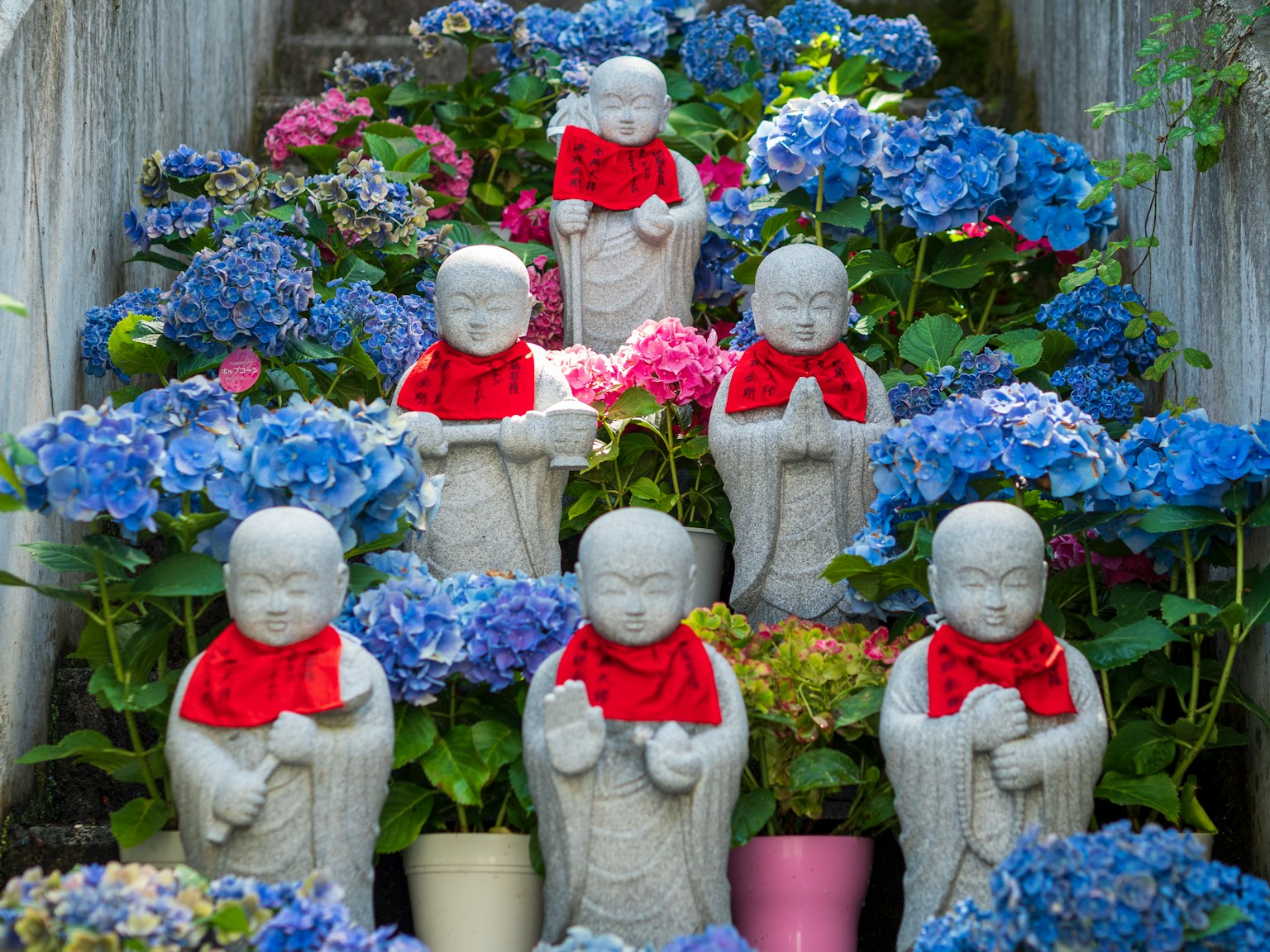 Seis estatuas de piedra vestidas con bufandas rojas rodeadas de hortensias azules