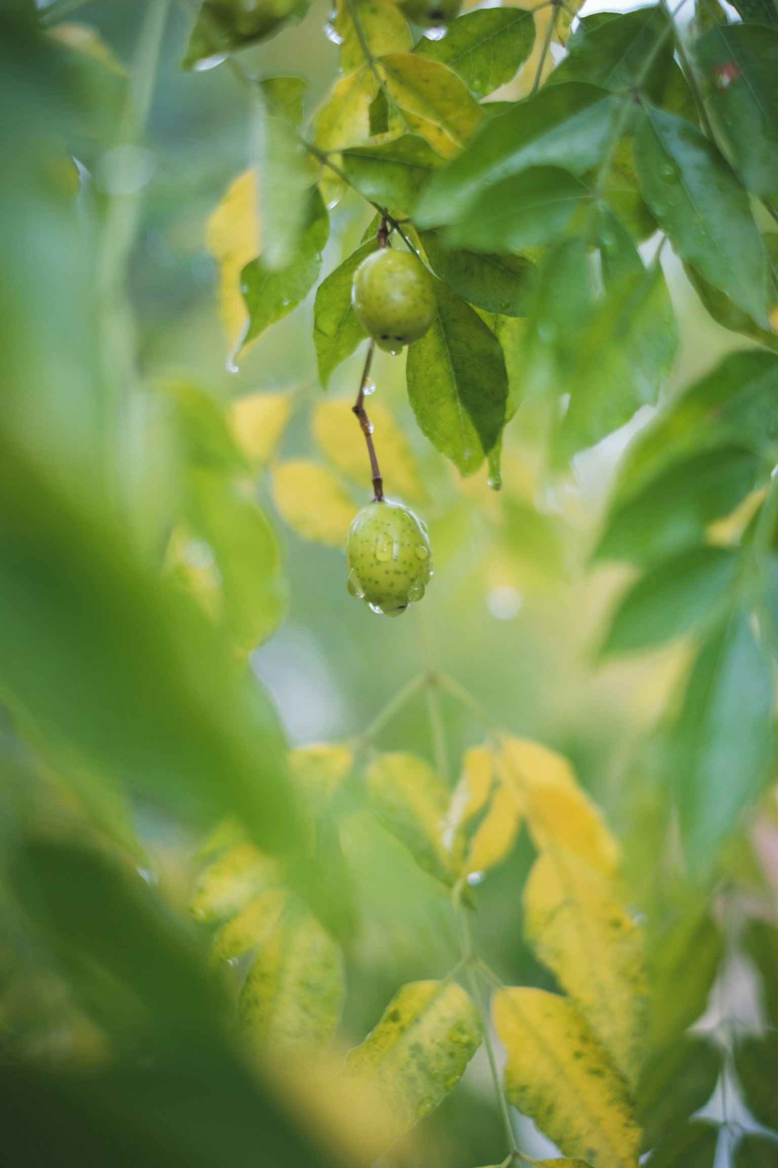 Frutti verdi appesi tra foglie lussureggianti con gocce d'acqua visibili