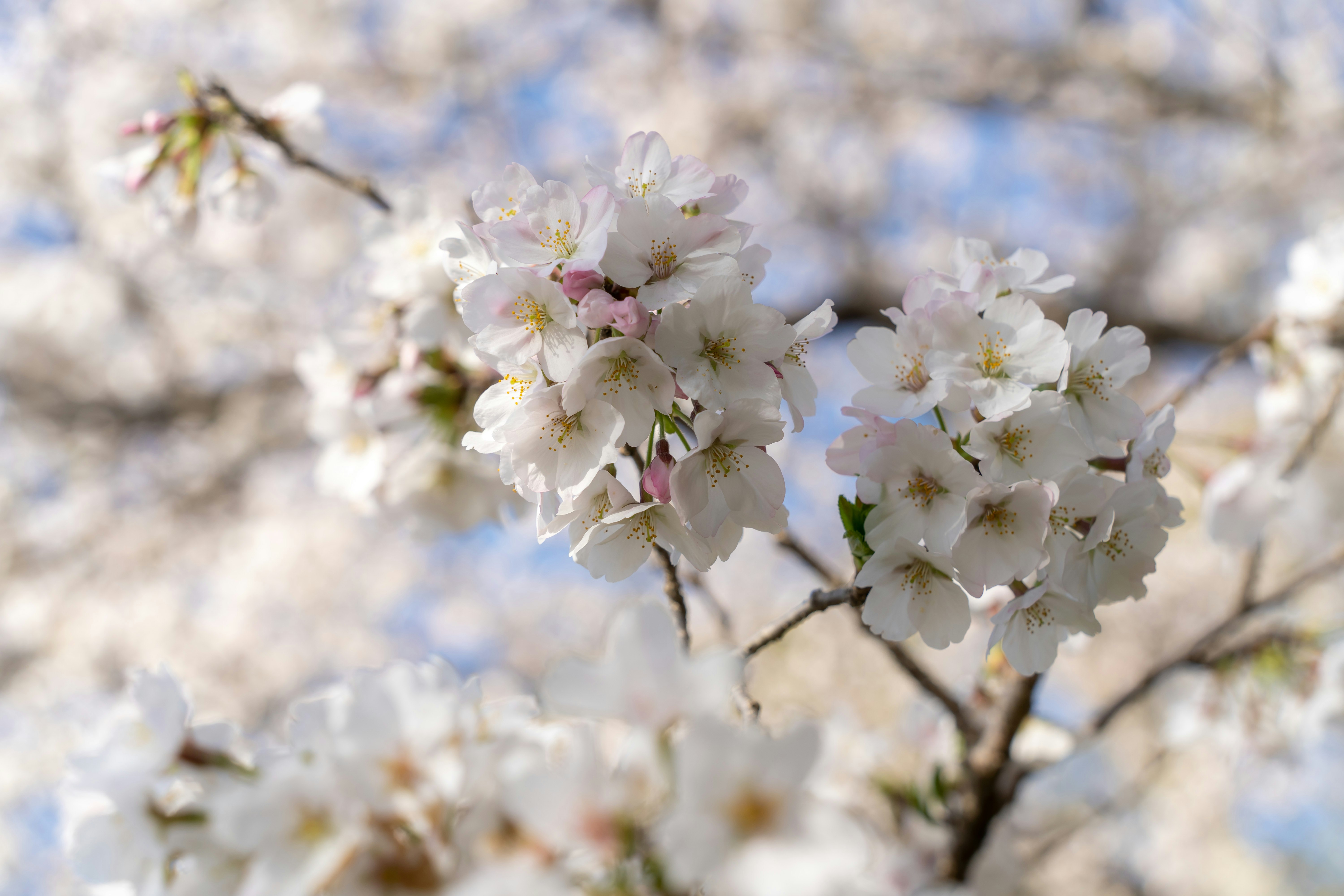 白い桜の花が咲く枝と背景のぼけ