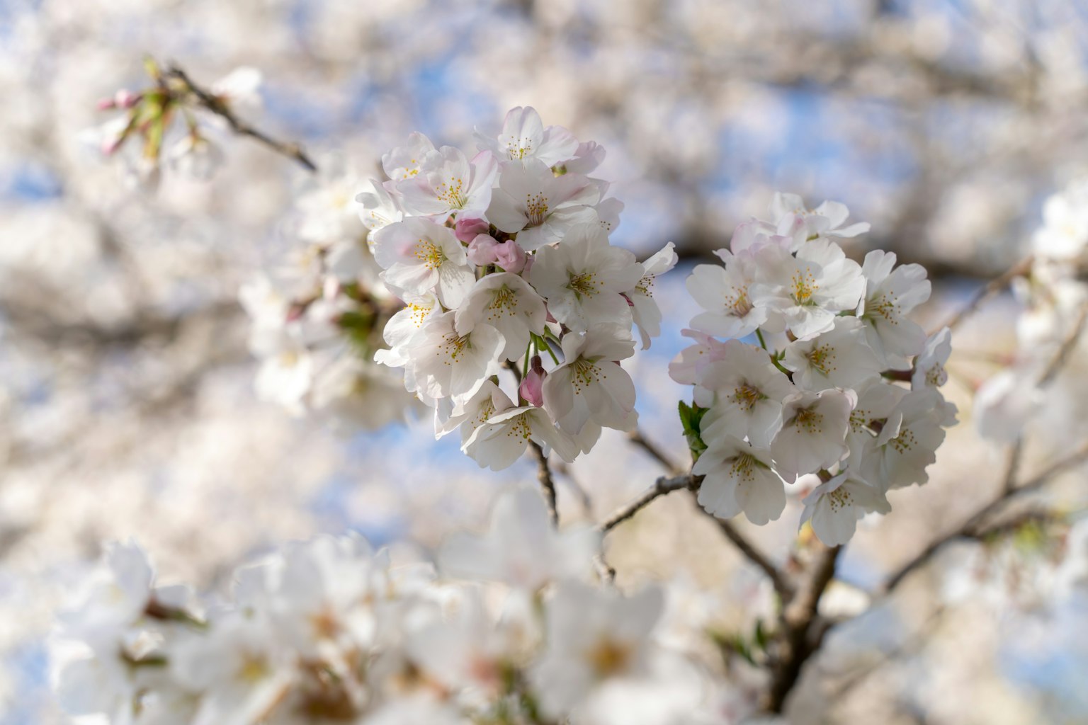 樱花树枝特写，白色花朵和淡粉色花心