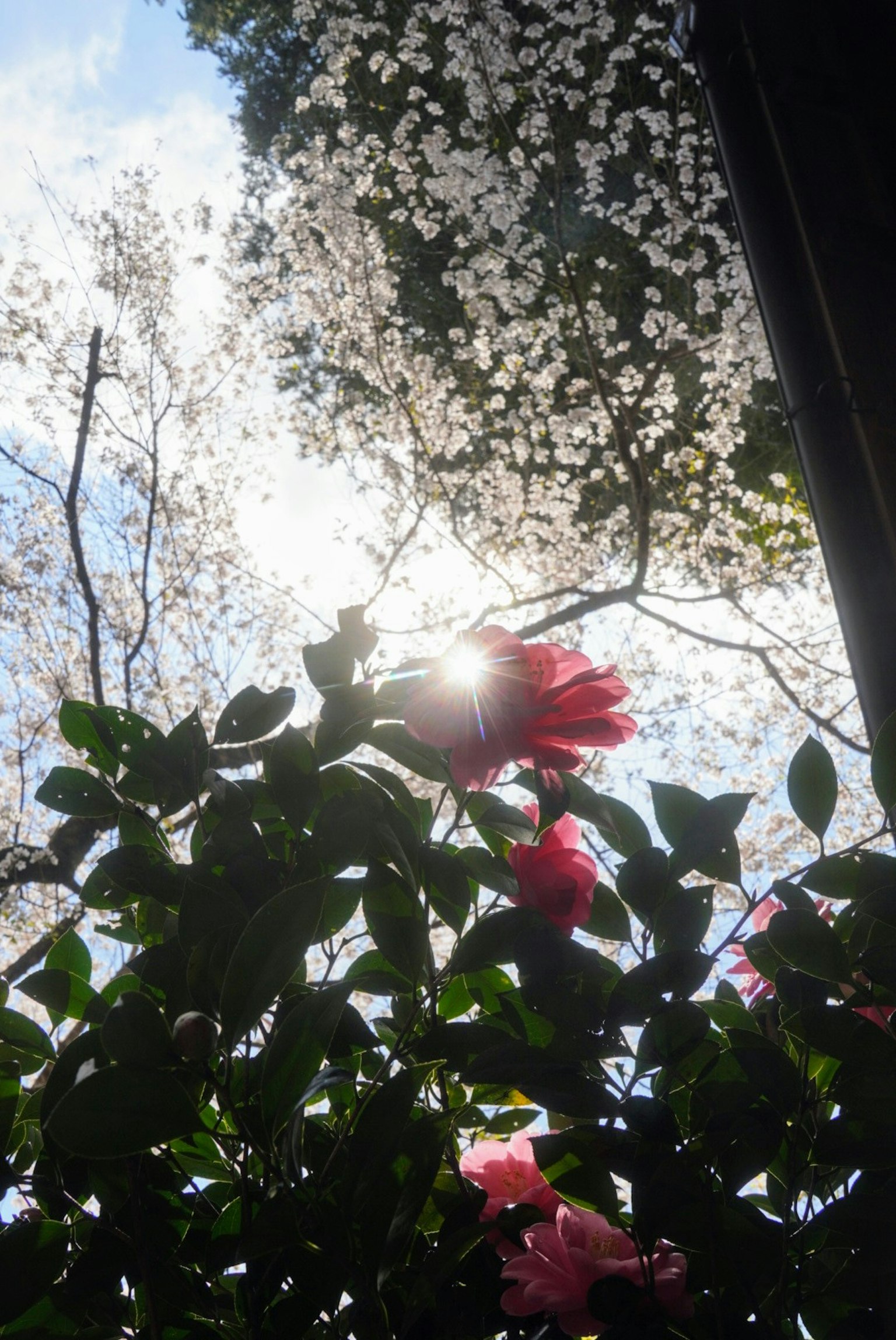 Rosa Blumen im Vordergrund mit weißen Blüten und blauem Himmel im Hintergrund