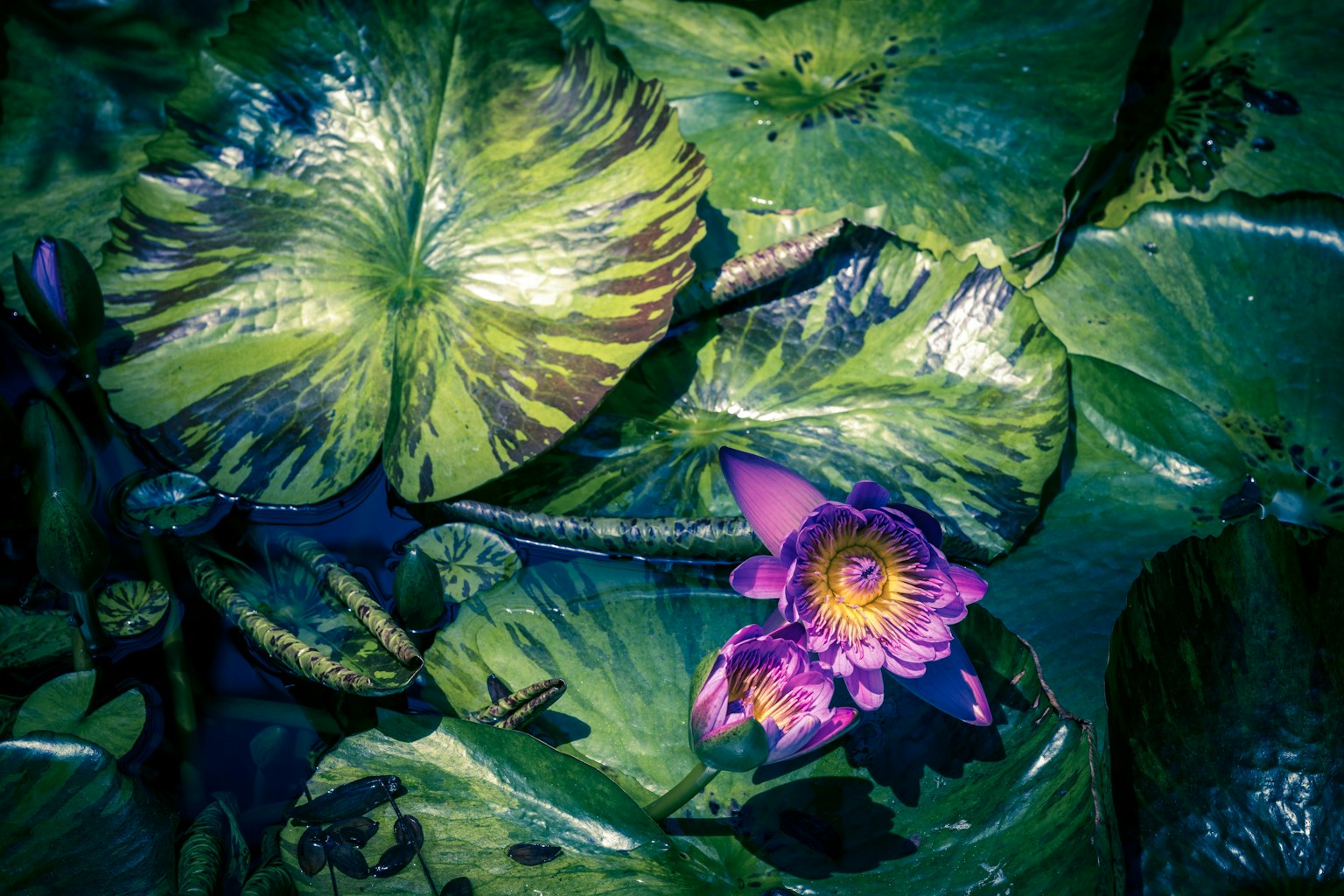 紫色花瓣的莲花被绿色叶子环绕在水面上
