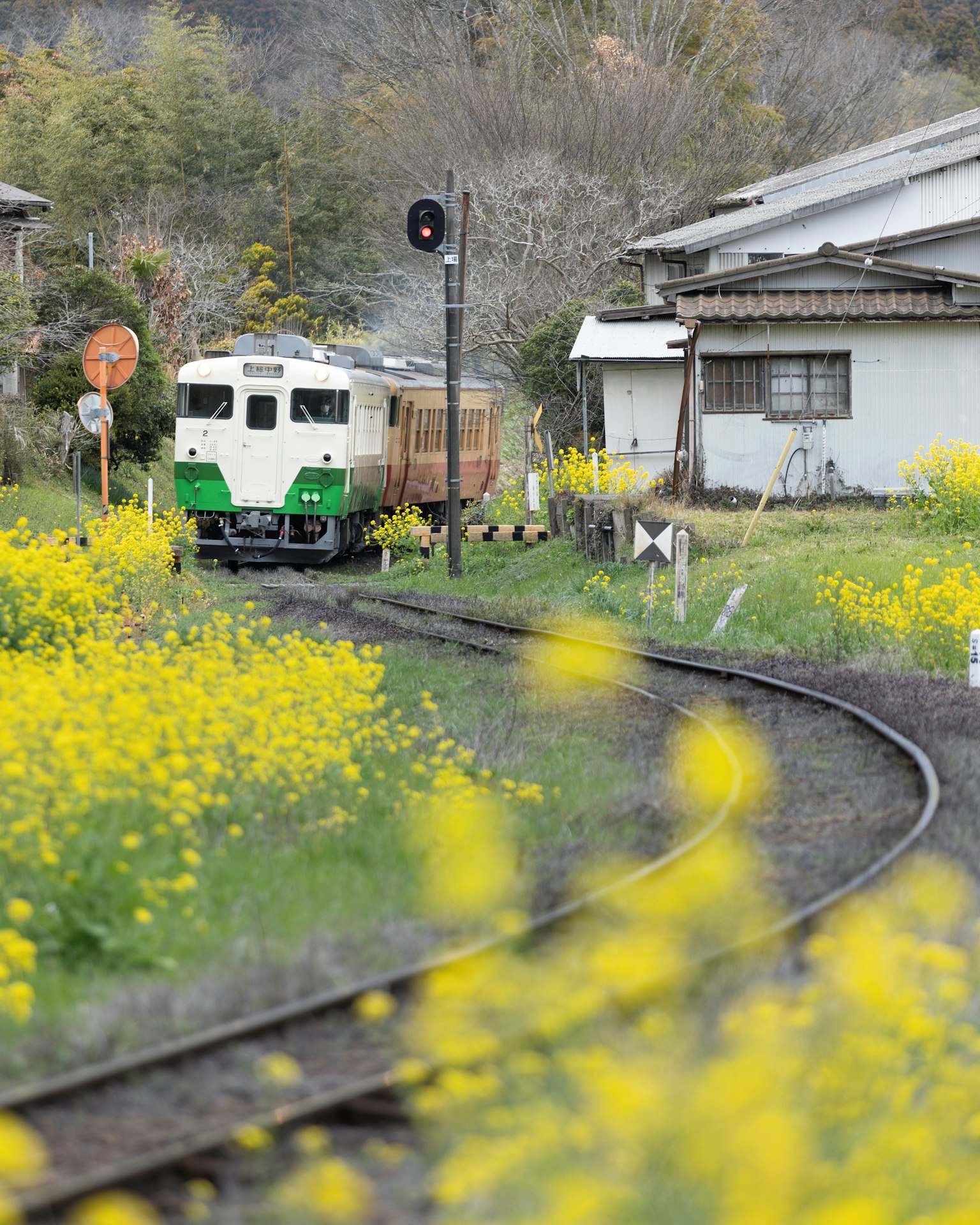 รถไฟบนรางโค้งพร้อมดอกเรพซีดสีเหลืองในฤดูใบไม้ผลิ