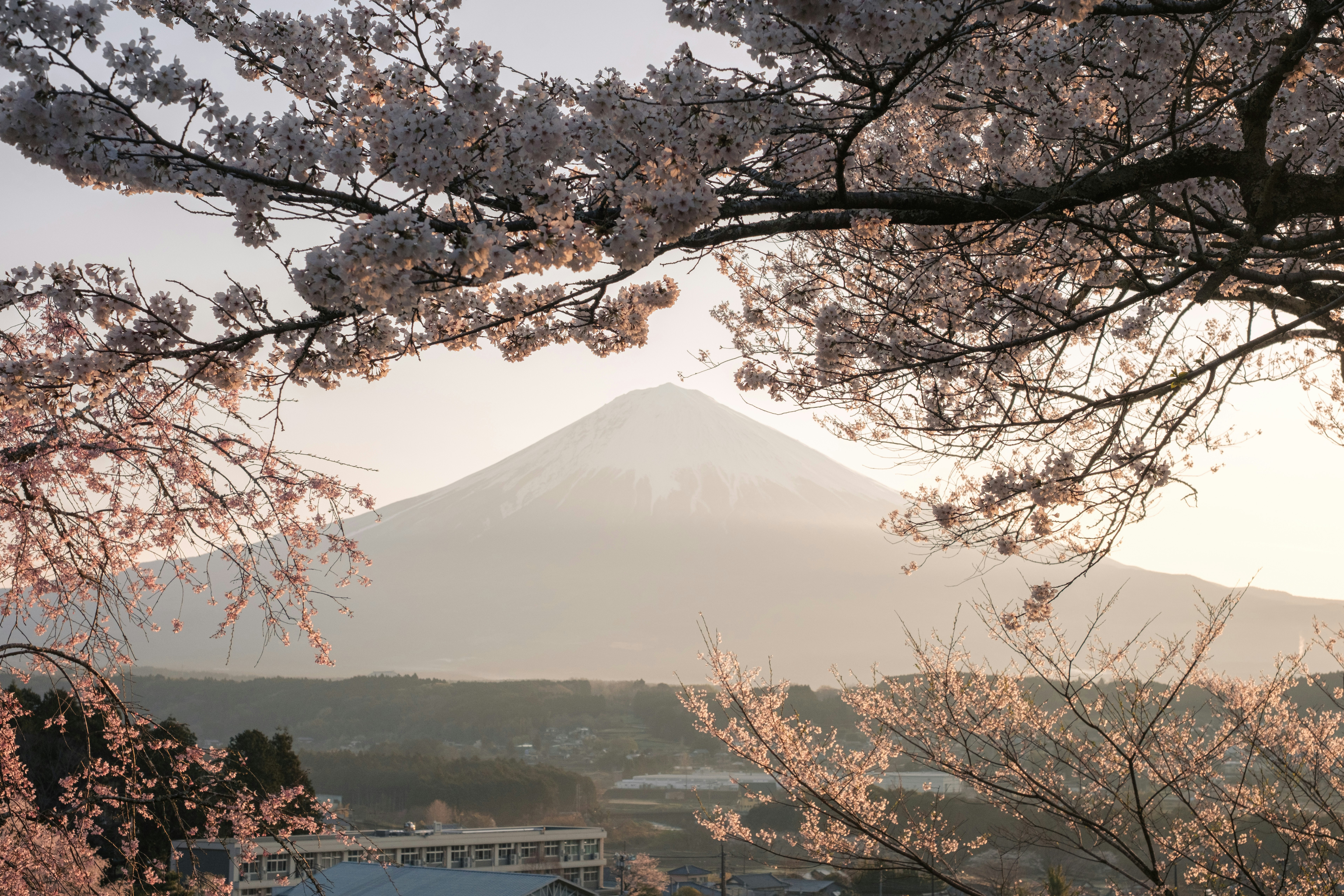 桜の枝越しに見える富士山と湖畔の風景