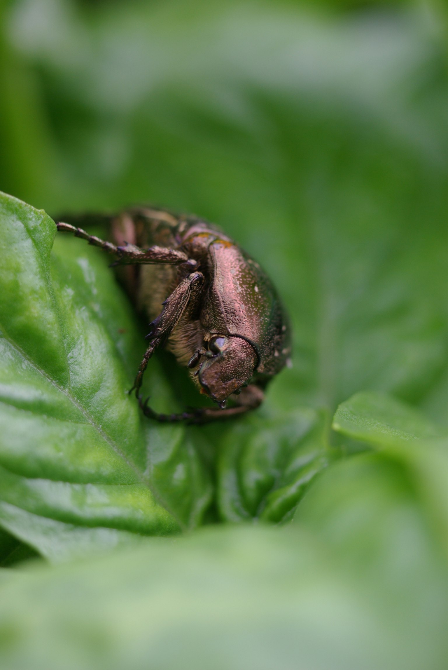 Nahaufnahme eines kleinen Insekts auf einem grünen Blatt