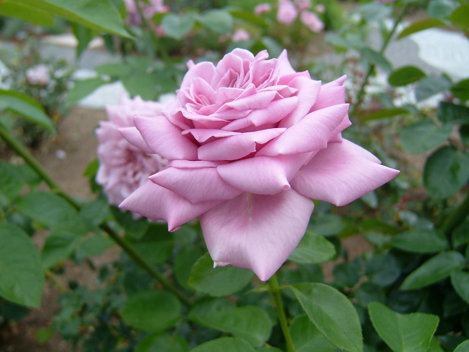 A pink rose flower surrounded by green leaves