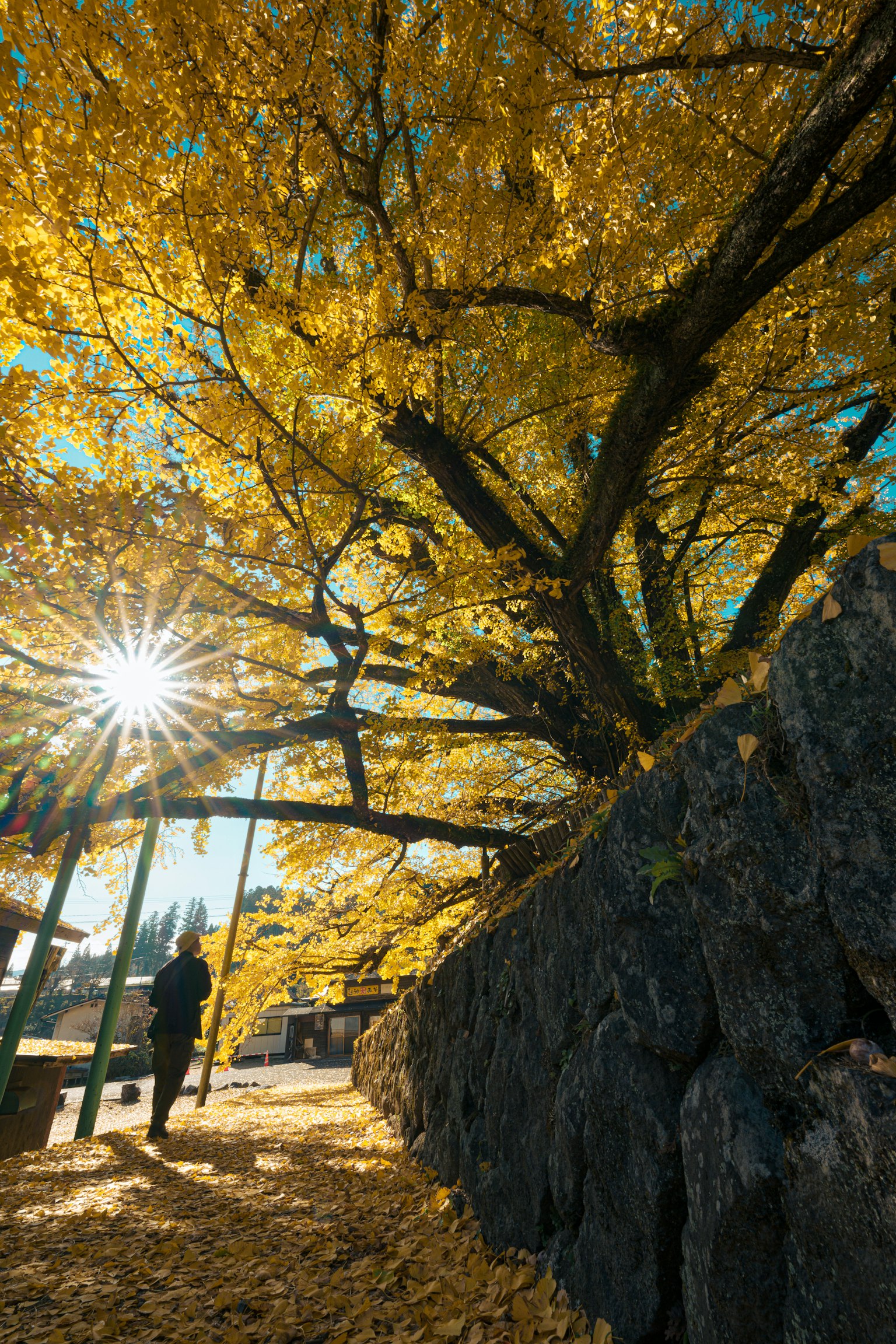 Une personne marchant le long d'un chemin avec un grand arbre aux feuilles jaunes vives et un mur en pierre
