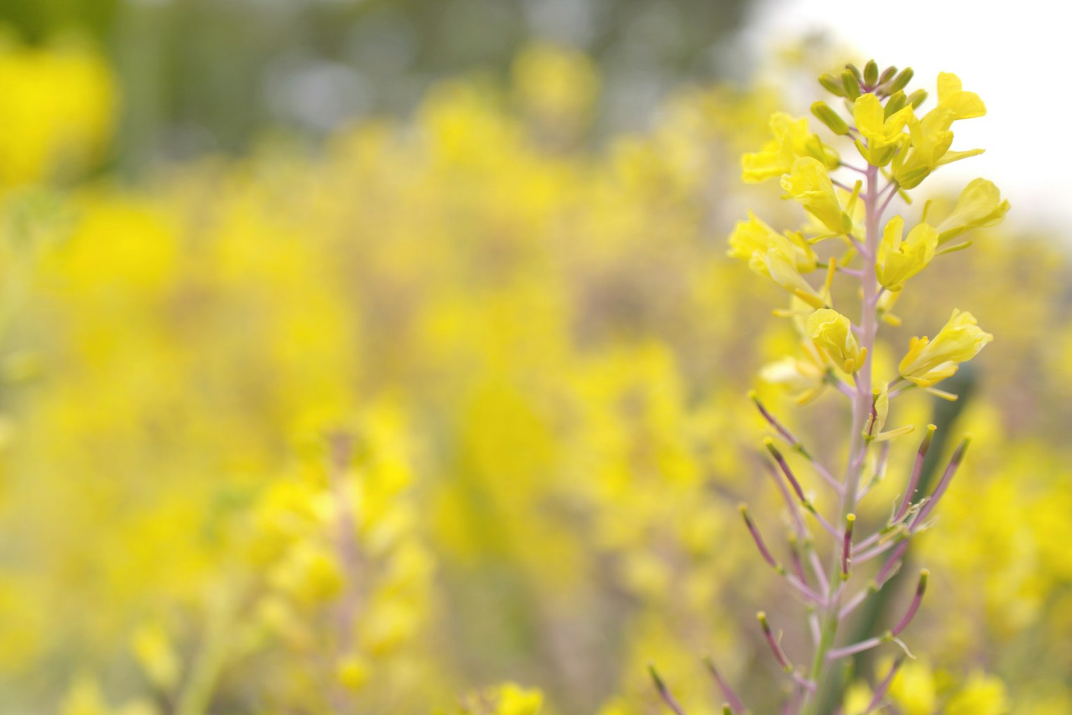 Nahaufnahme einer blühenden Pflanze mit leuchtend gelben Blüten