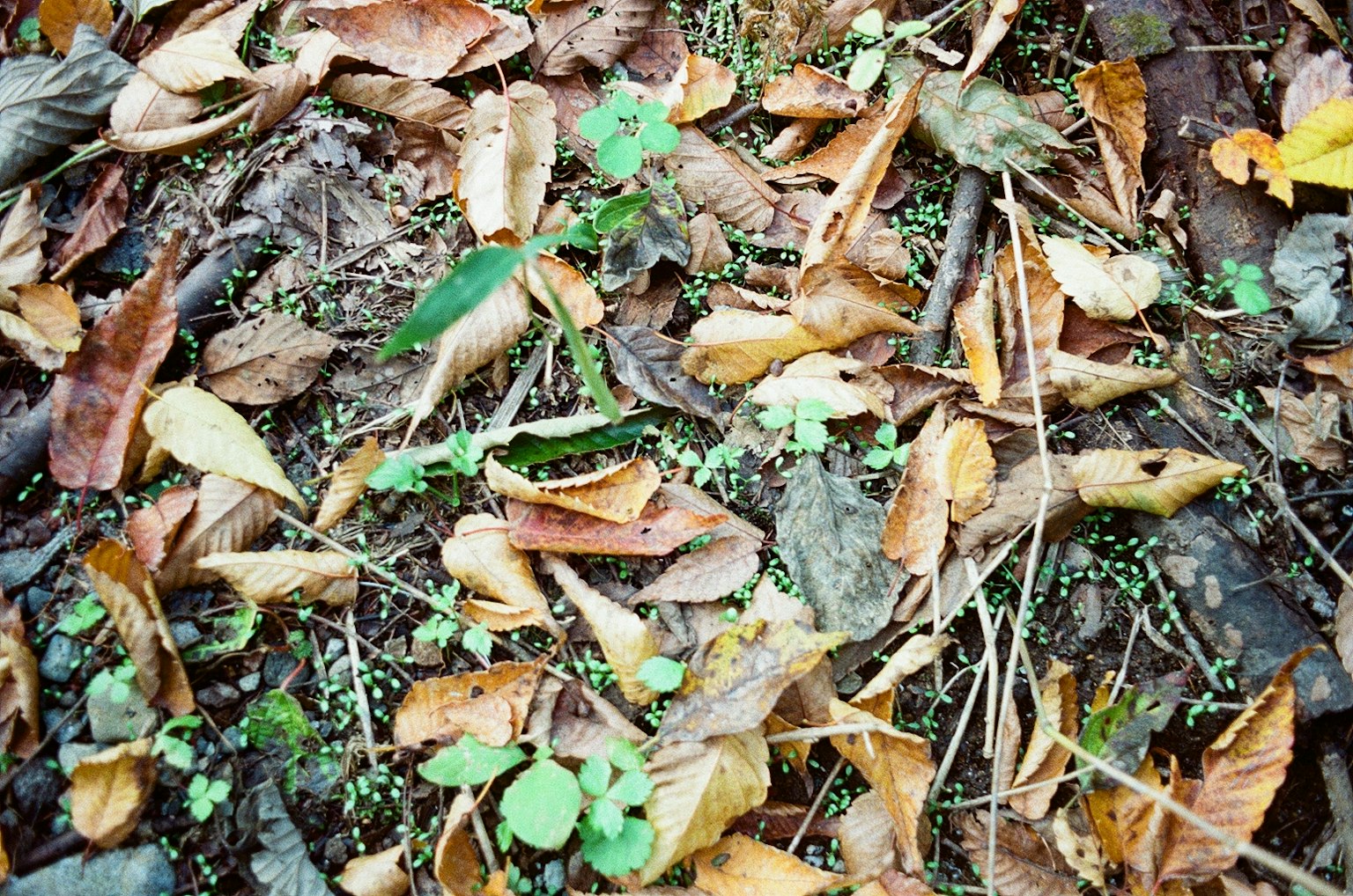覆蓋著秋葉和綠色草的地面