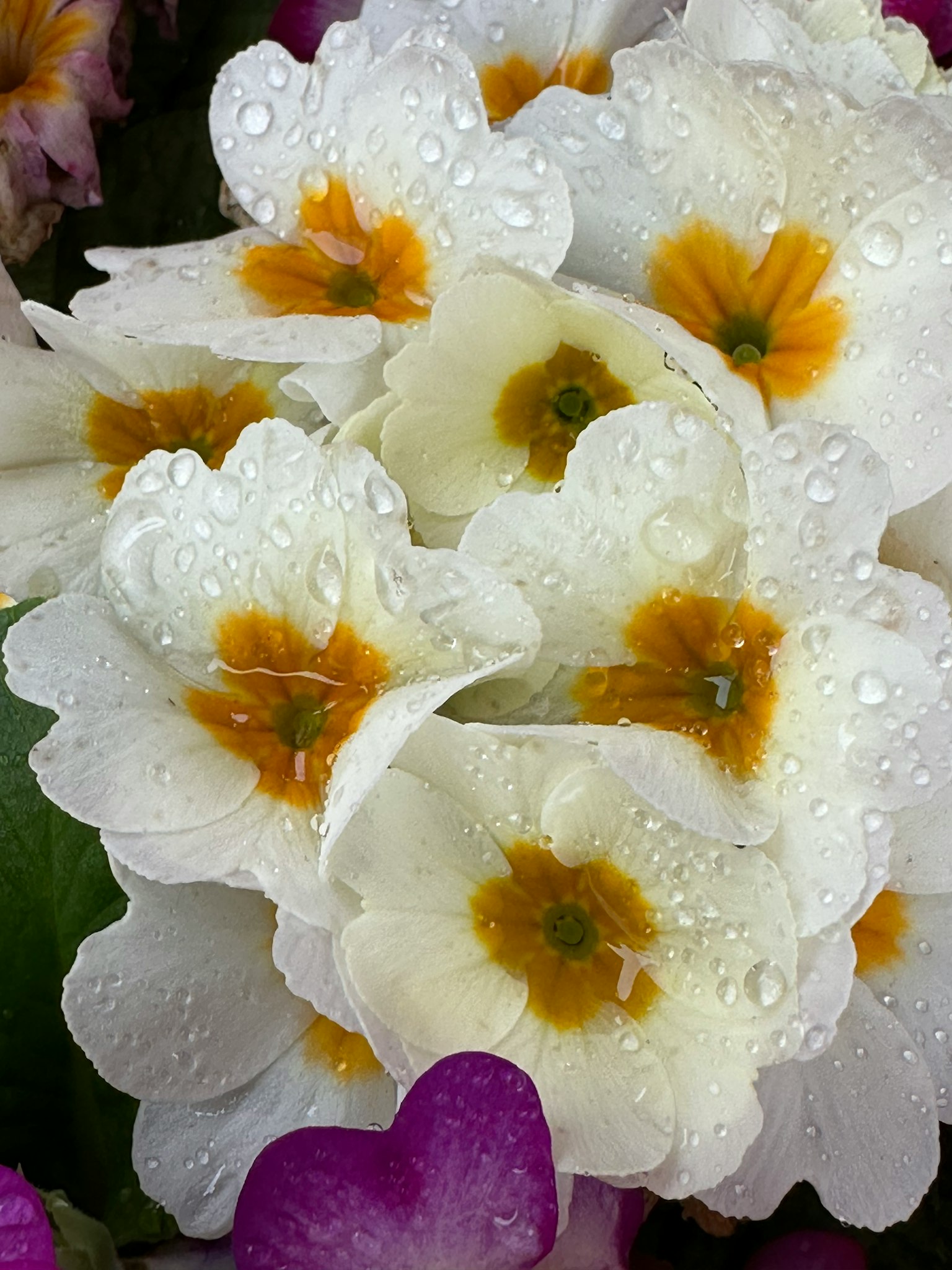 Groupe de fleurs blanches avec des centres jaunes et des gouttes d'eau