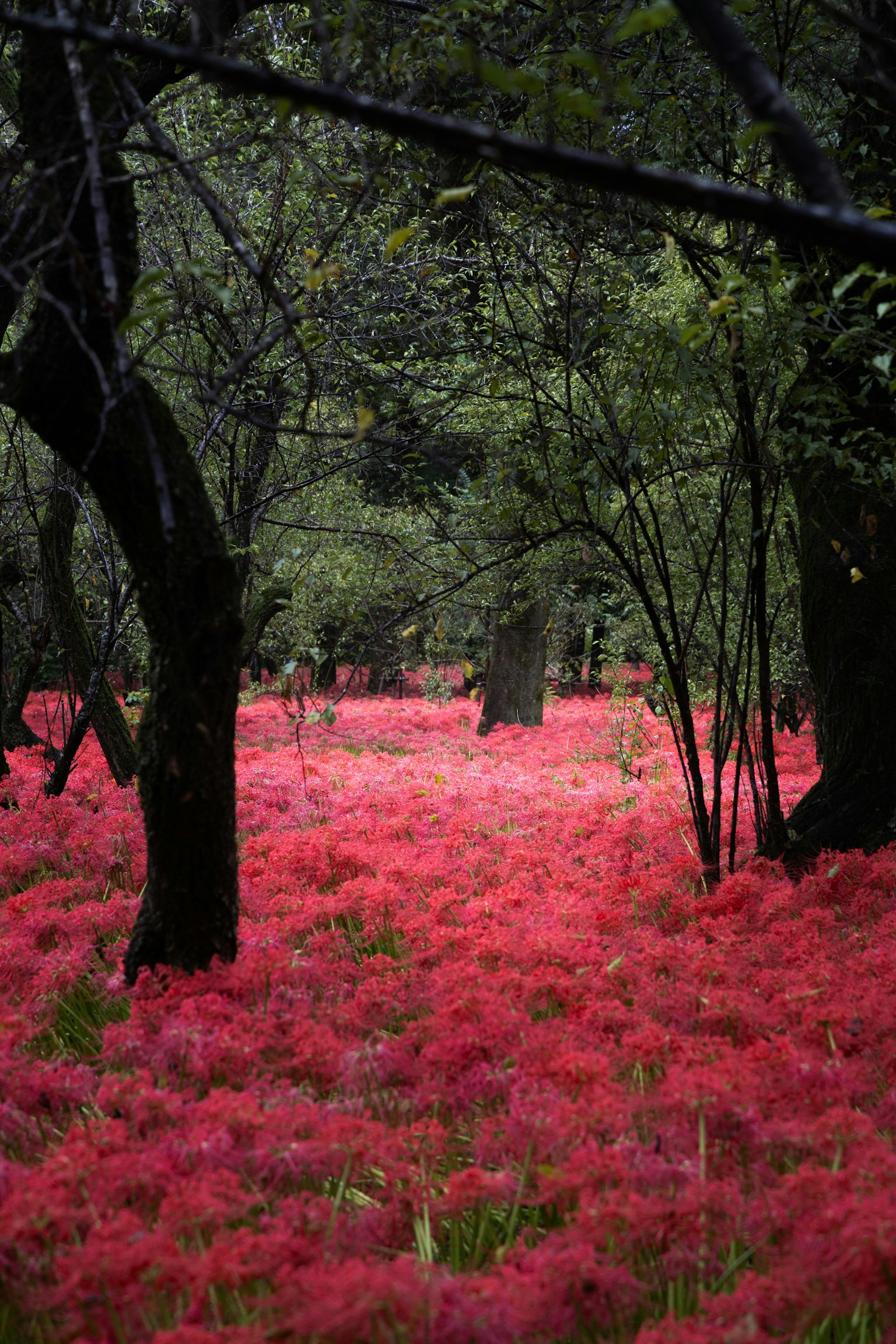 Paesaggio forestale con fiori rossi vibranti