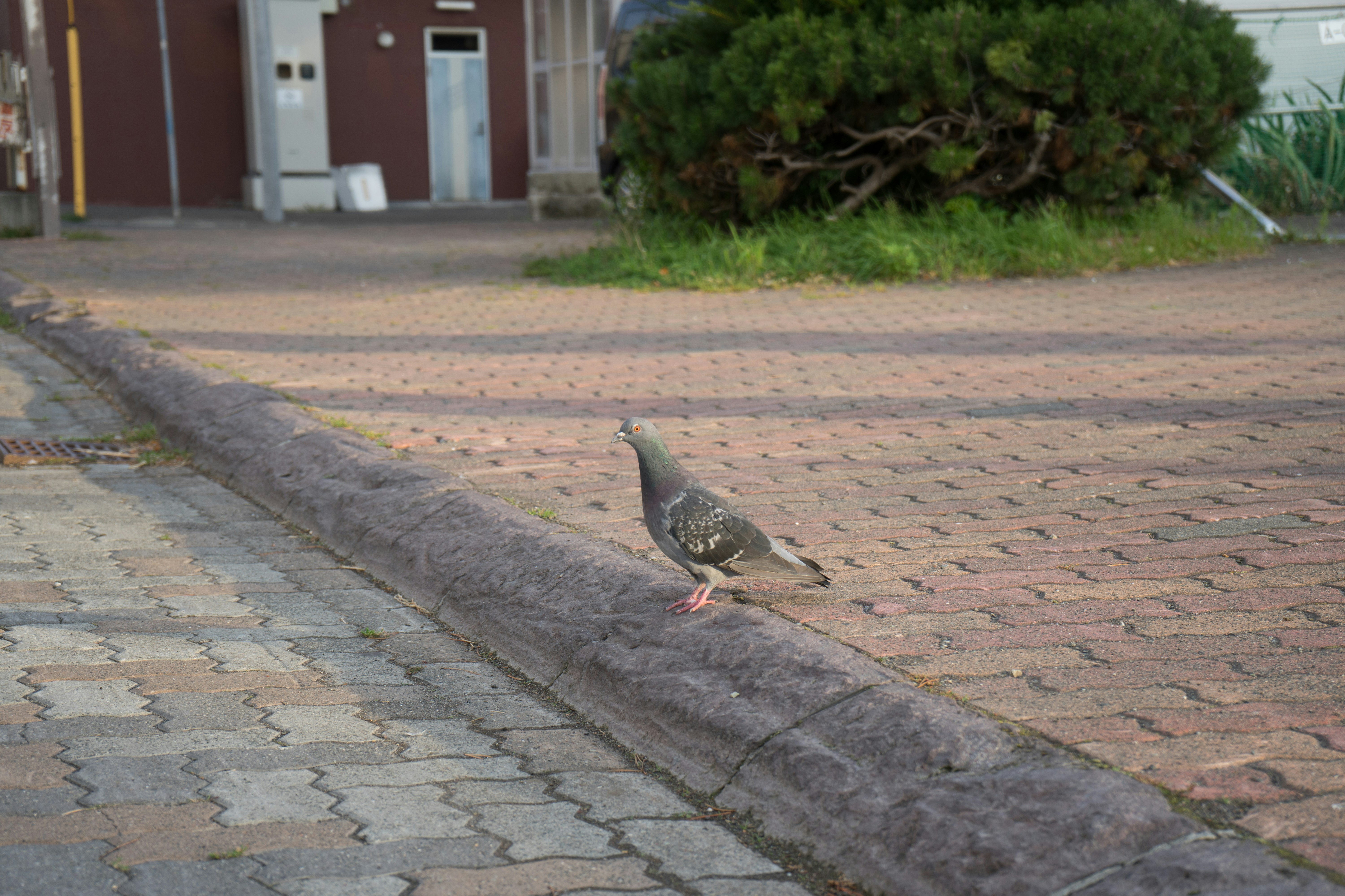 レンガ敷きの歩道で見つめる鳩