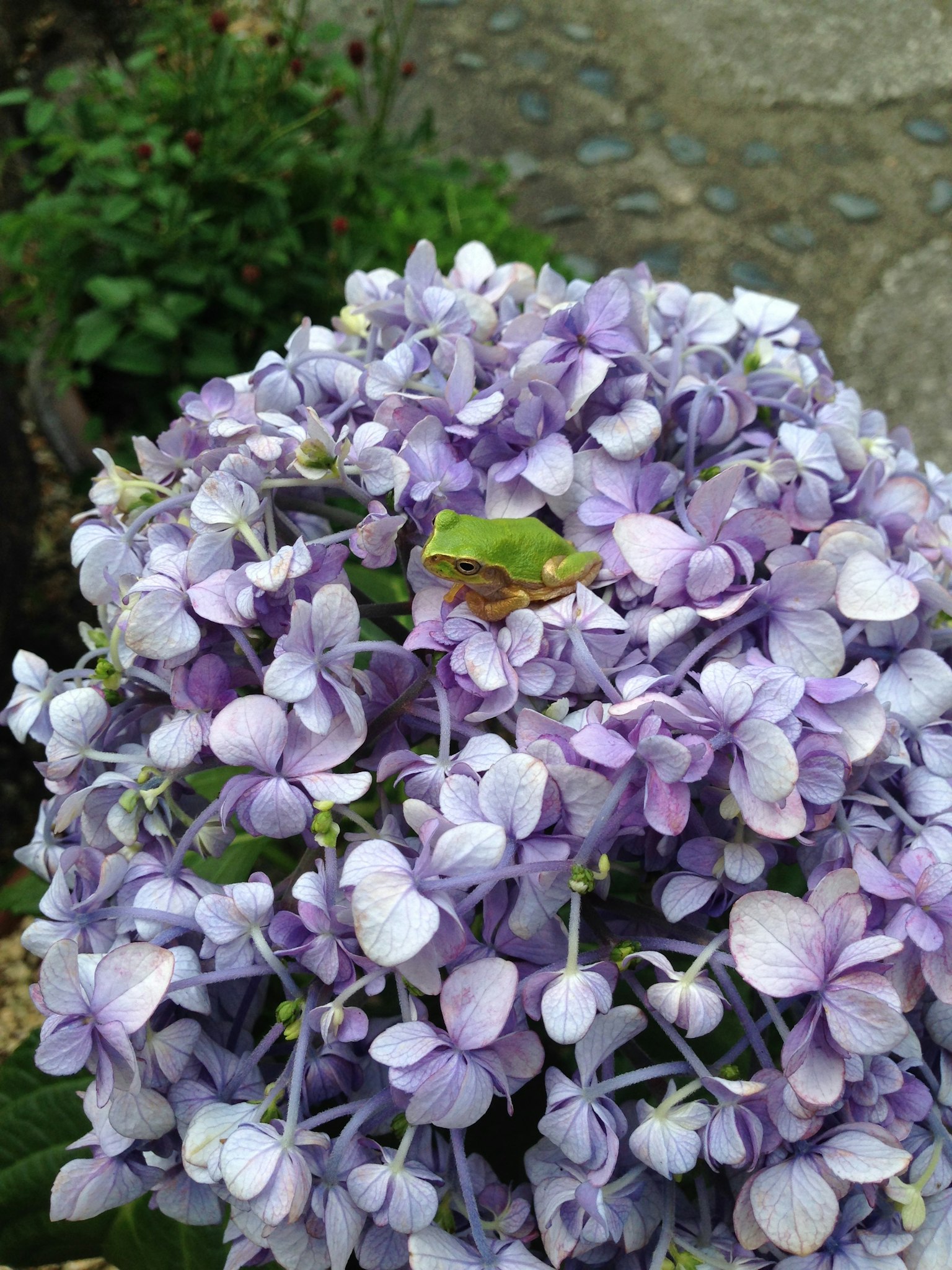 Ein Cluster aus lila Blumen mit einem kleinen grünen Blatt oben