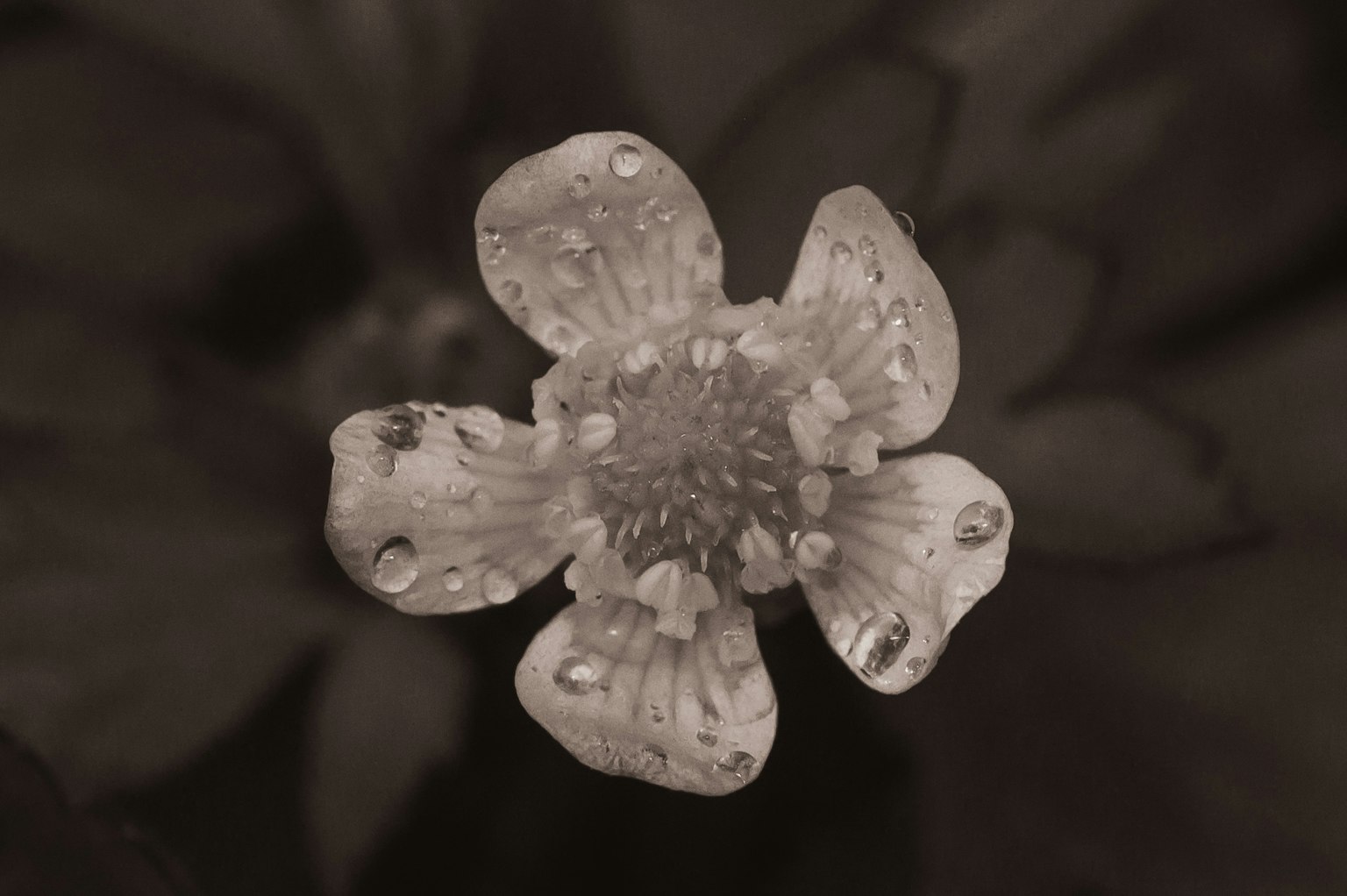 흑백의 물방울이 맺힌 흰 꽃의 클로즈업