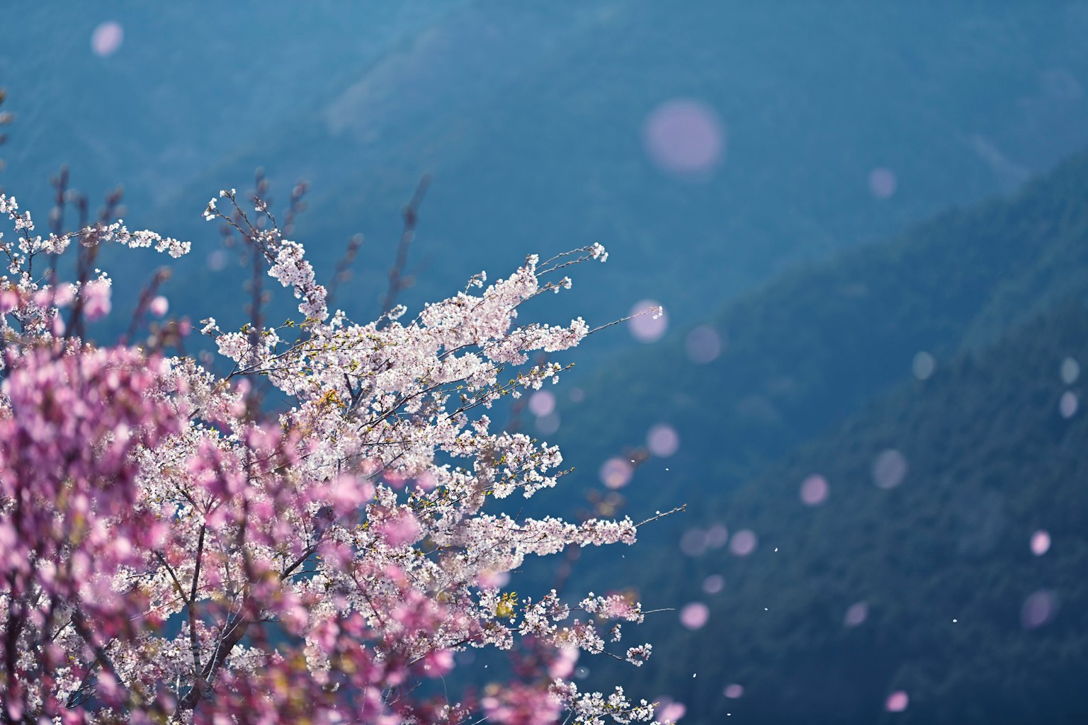 아름다운 벚꽃이 만개한 모습과 푸른 산들이 배경으로 부드러운 봄빛 아래
