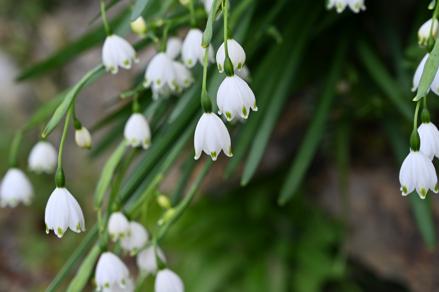 Raggruppamento di fiori bianchi di bucaneve pendenti tra foglie verdi