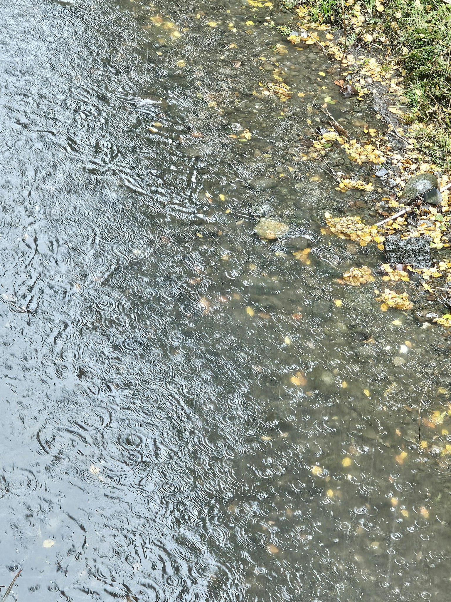 雨水聚集與落葉在地面