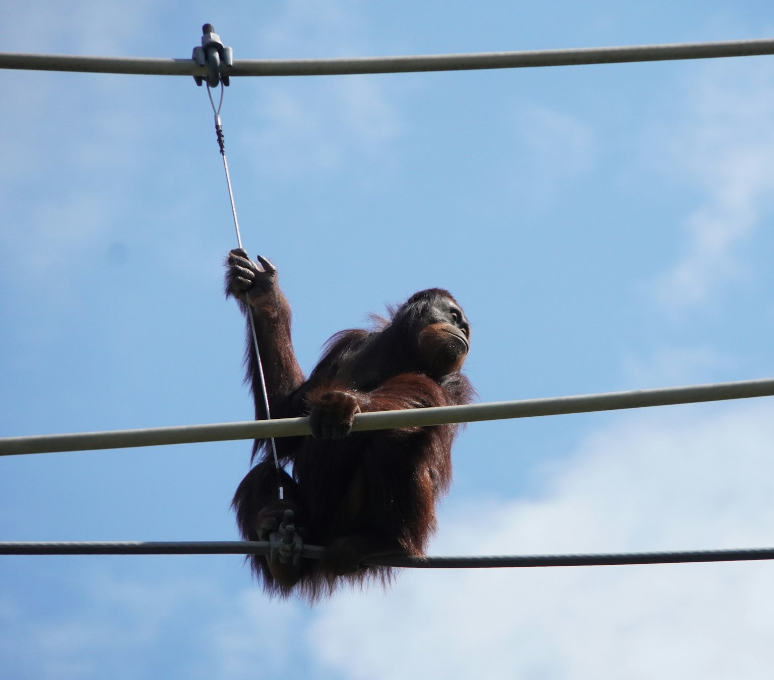 Orangutan tergantung di kabel tinggi dengan latar belakang langit biru
