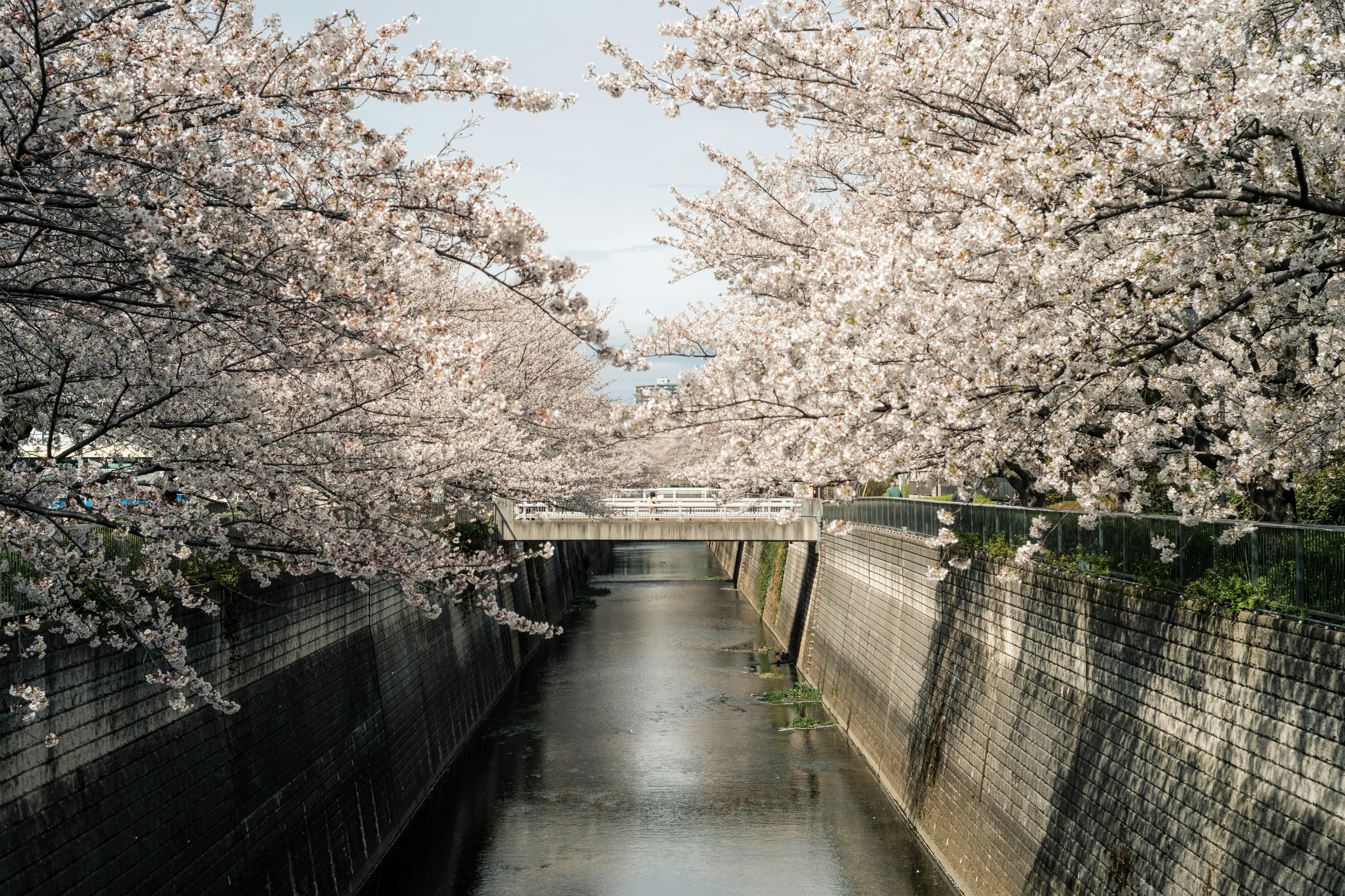 桜並木の下を流れる水路と石垣の小径