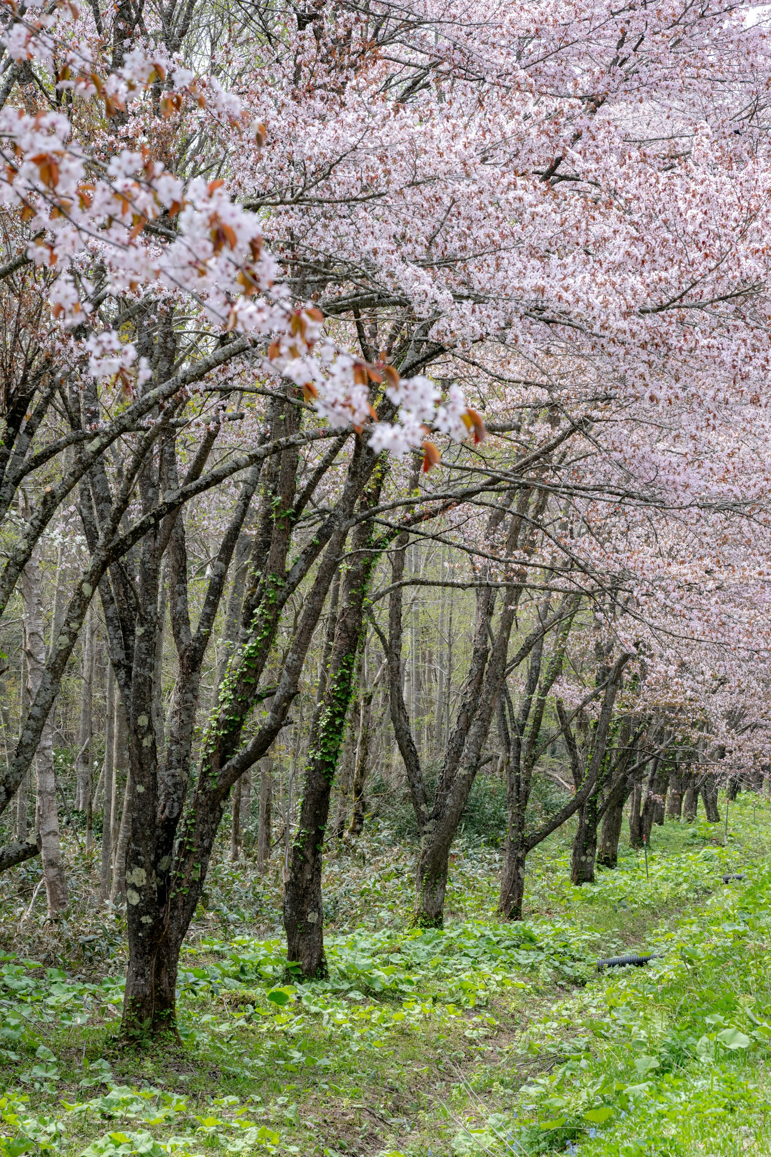 Sentiero fiancheggiato da alberi di ciliegio circondato da erba verde