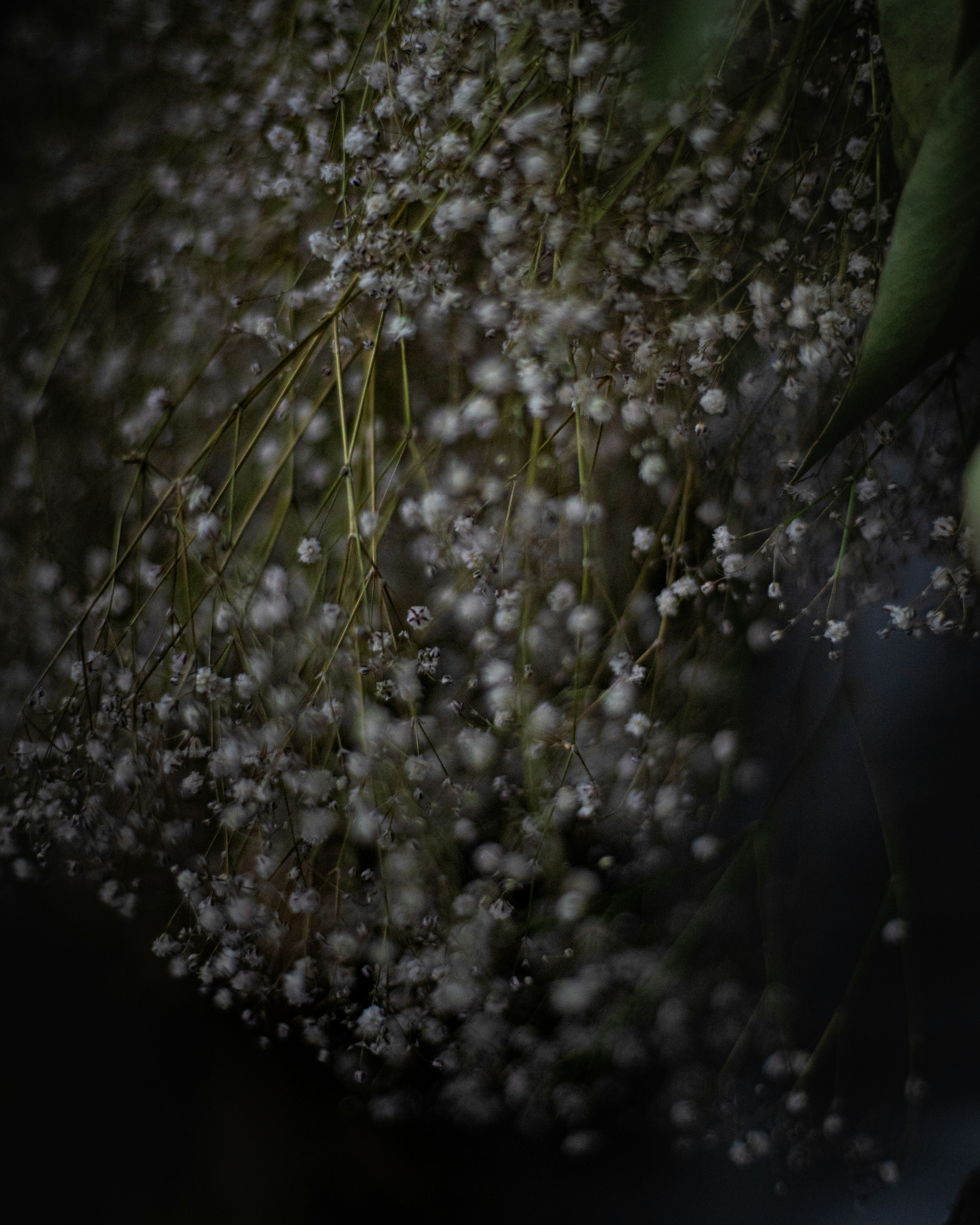 ドライフラワーの細かな花房が暗い背景に広がる