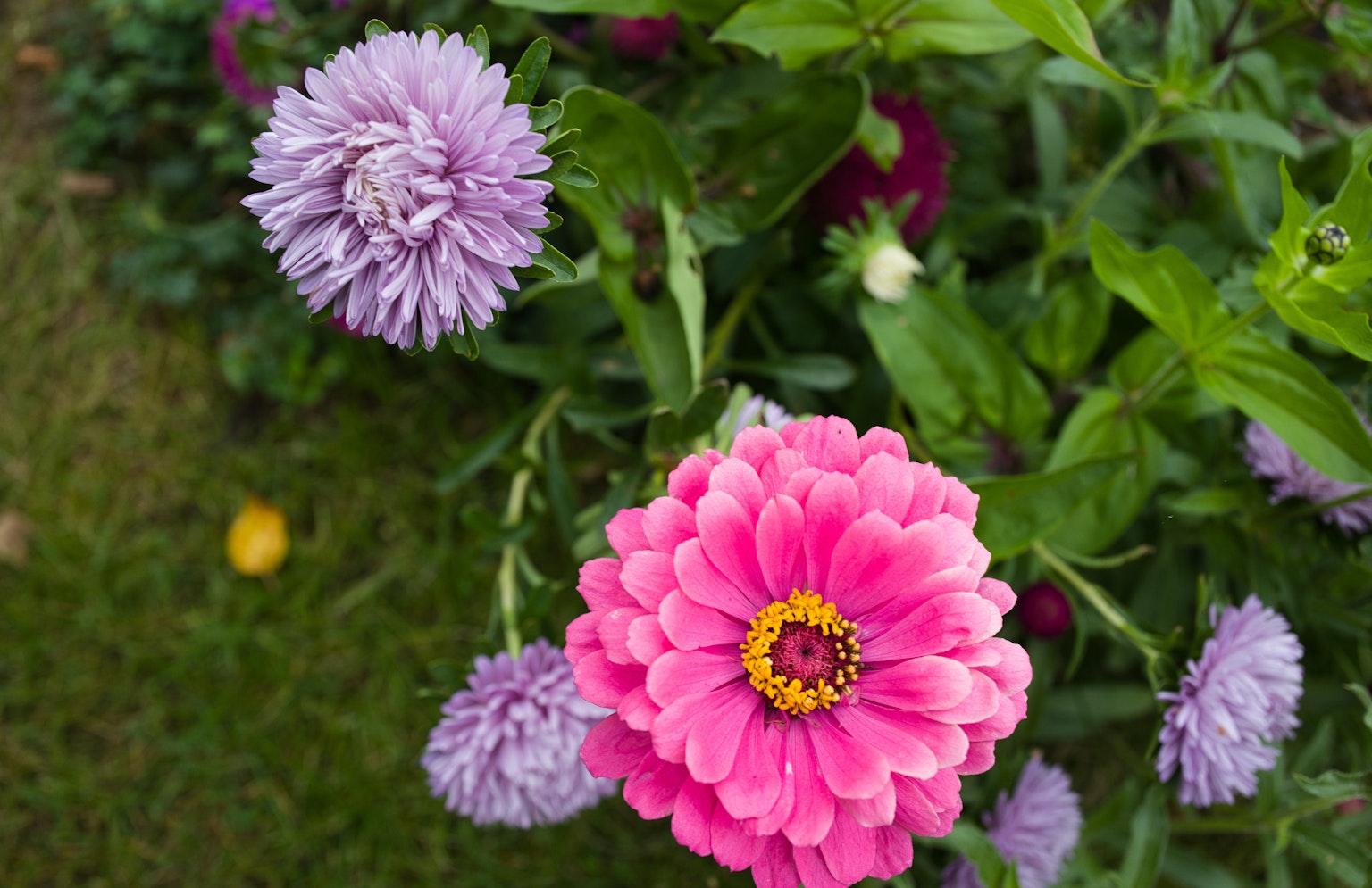 Fiore di zinnia rosa brillante e fiori viola in un giardino