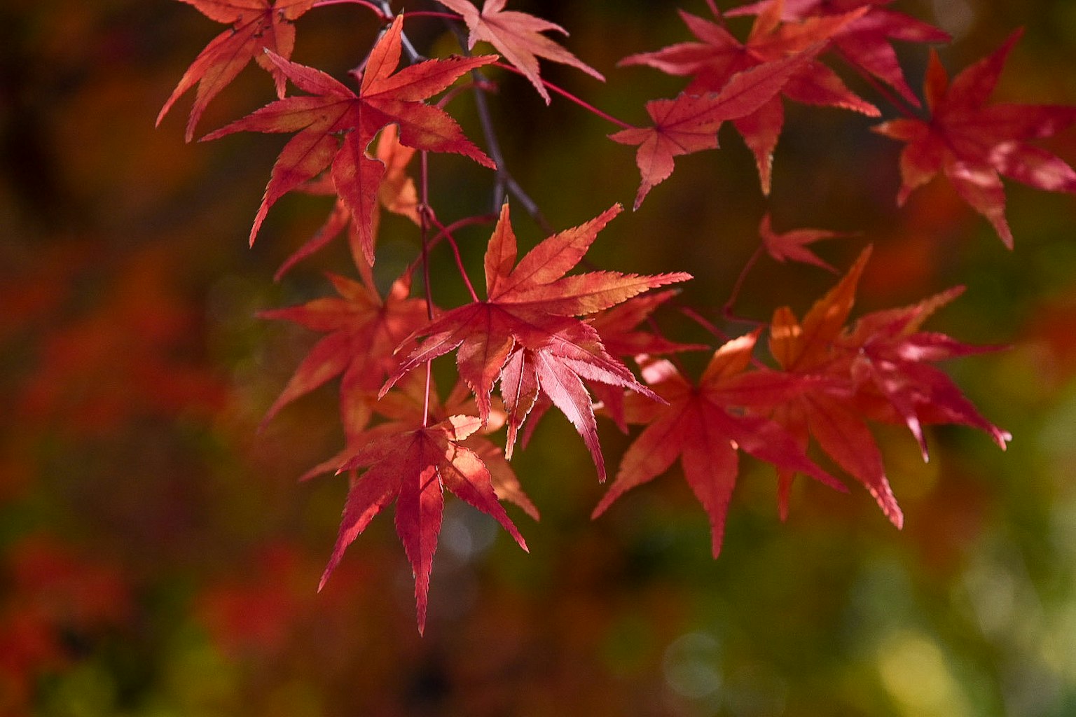 Daun maple merah cerah di latar belakang musim gugur