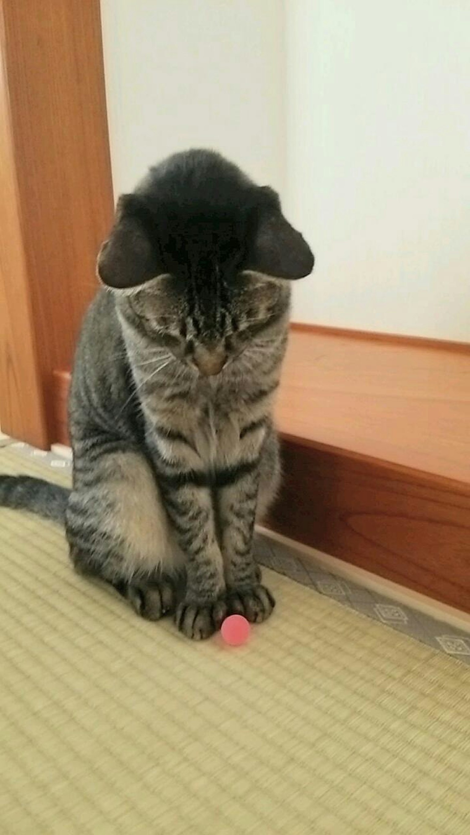 Un gatto seduto davanti a una pallina piccola