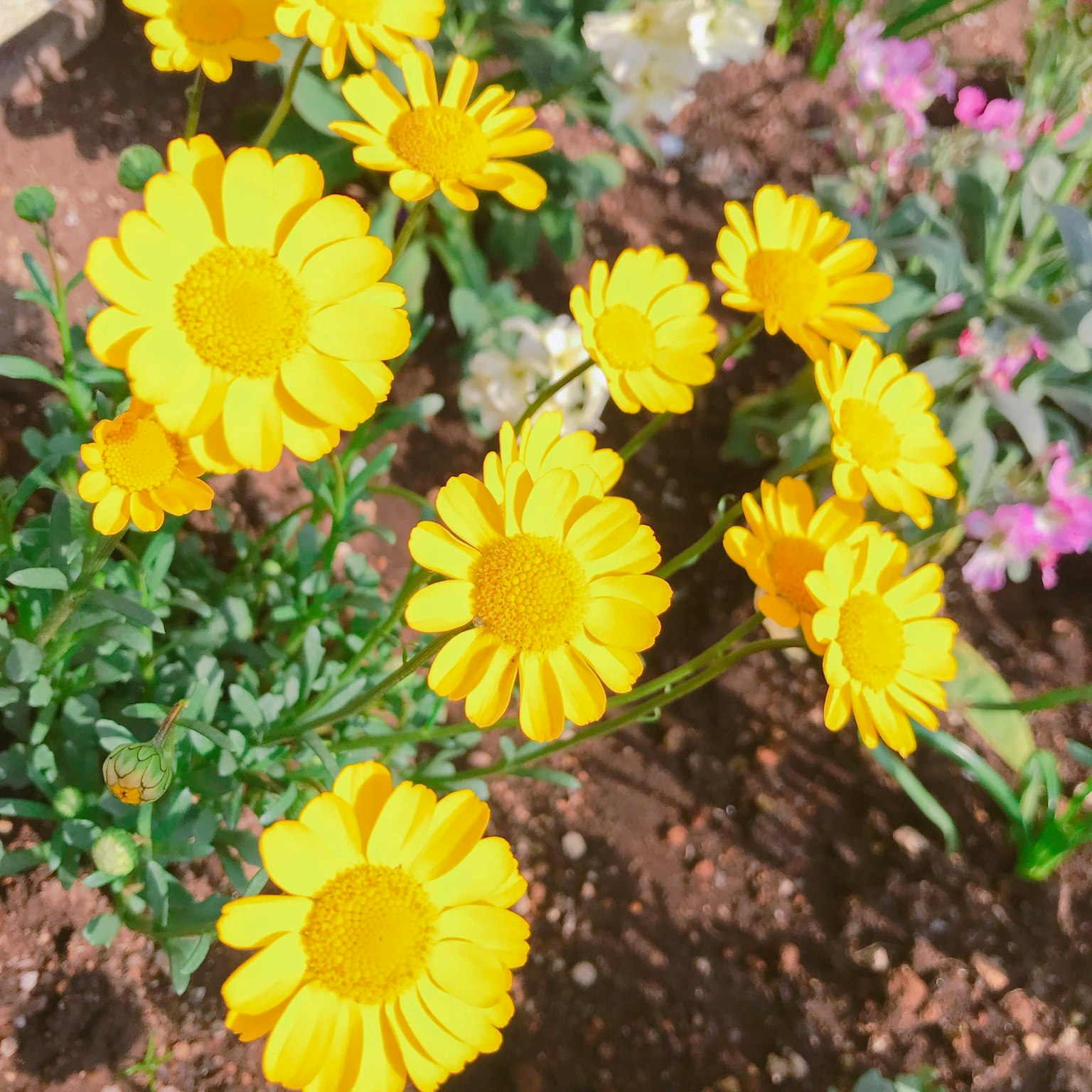 Flores amarillas vibrantes floreciendo en un jardín