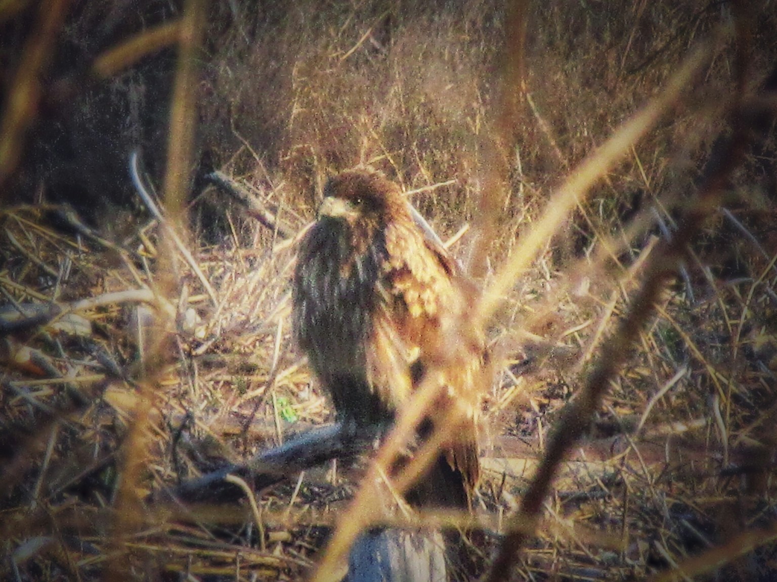 Imagen que muestra un pájaro camuflado en un entorno cubierto de hierba