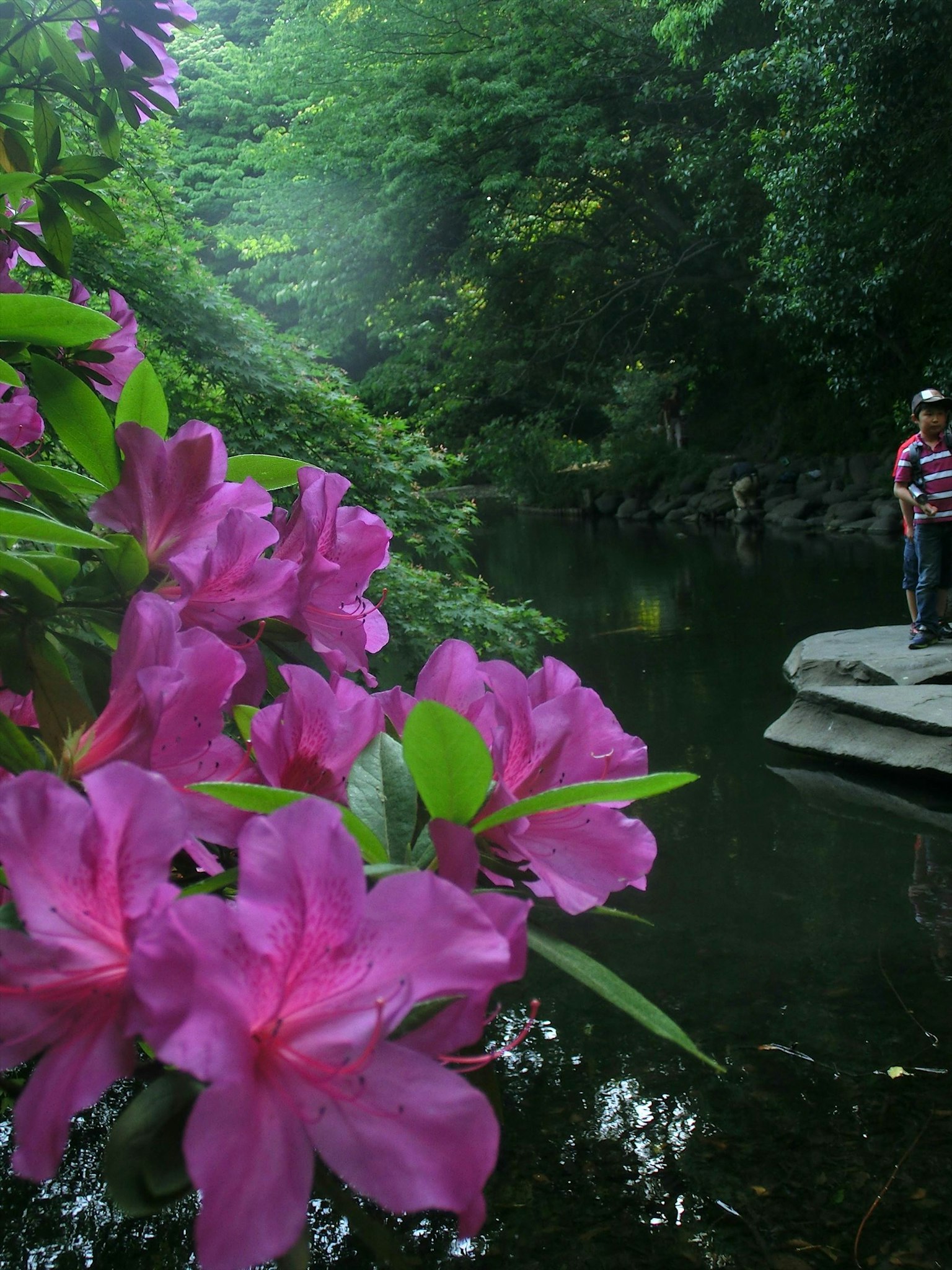 Una persona de pie cerca de un río con flores rosas en flor y vegetación exuberante