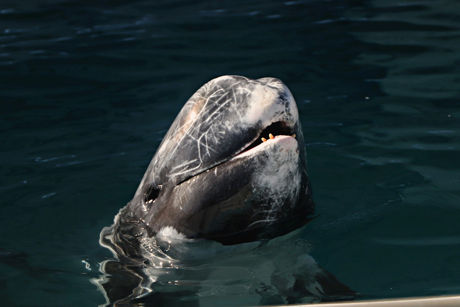 Primo piano del volto di una balena che emerge dall'acqua