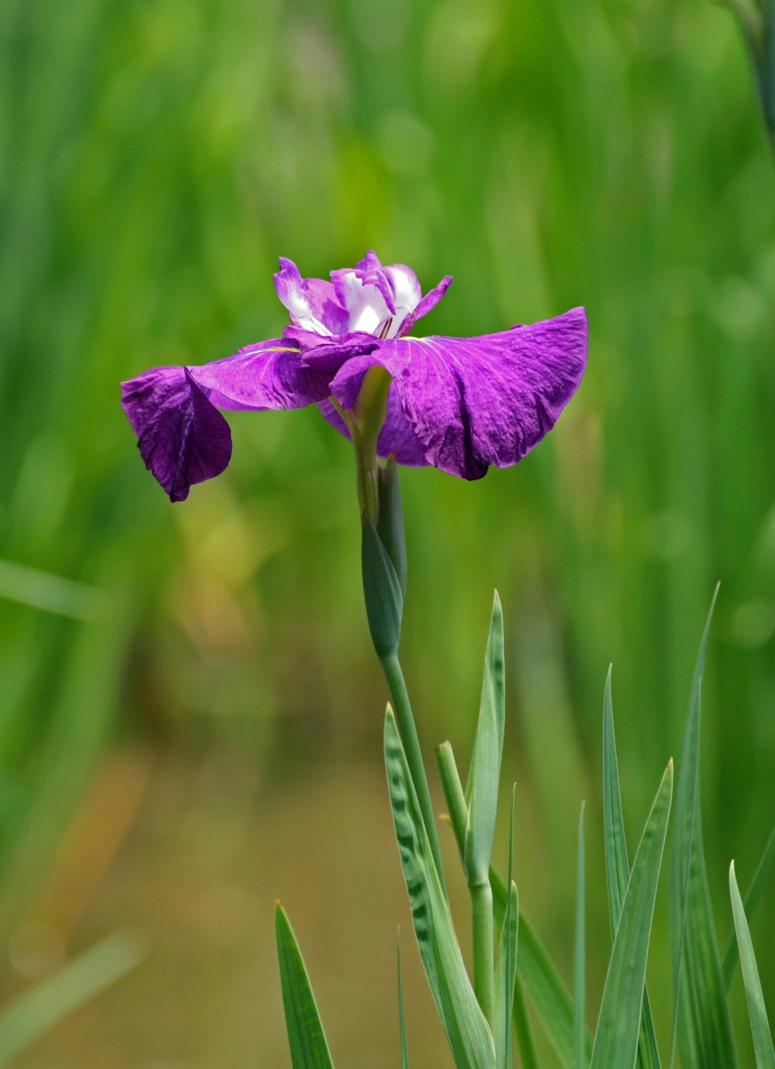Purple flower blooming surrounded by green leaves